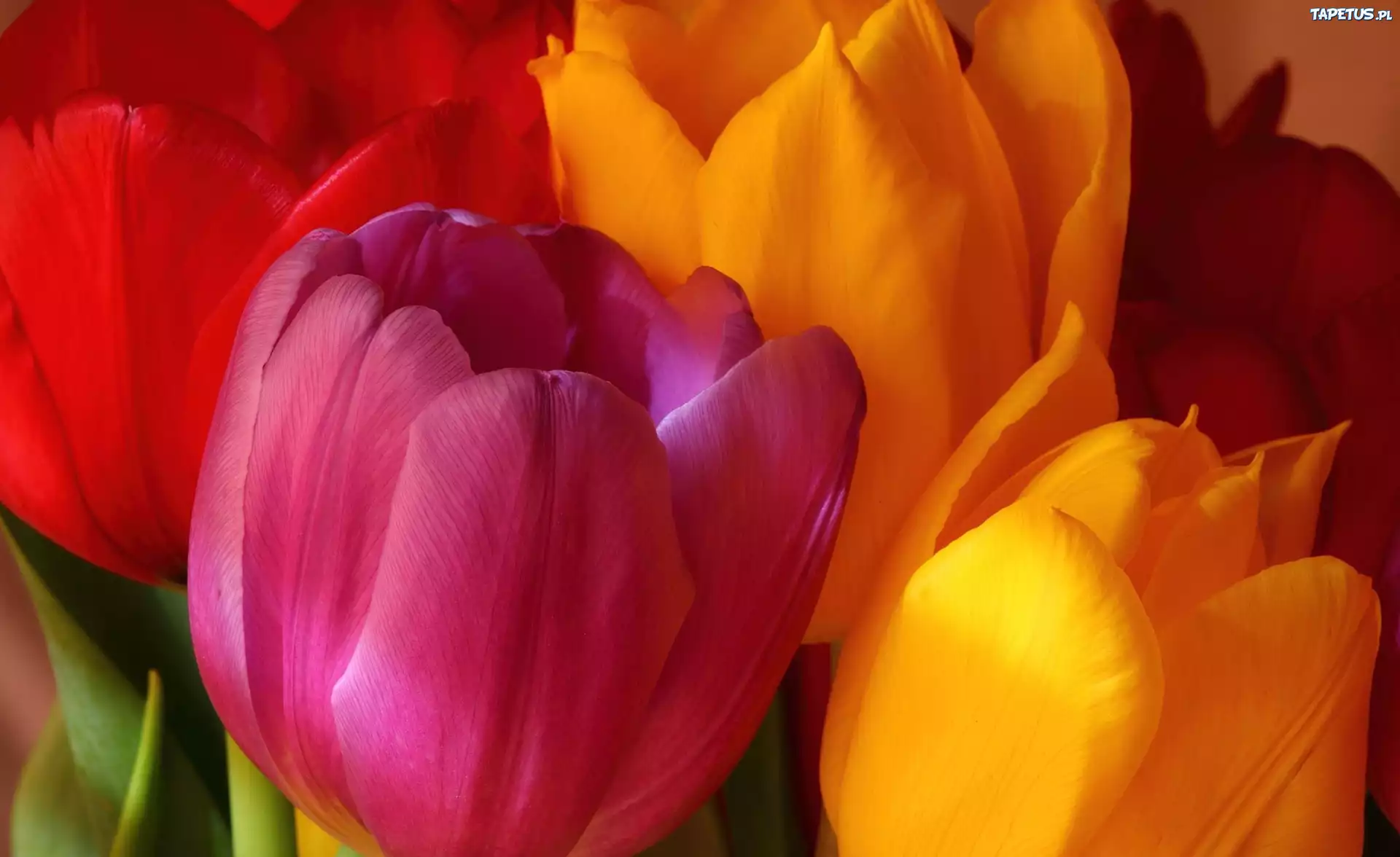 Kolorowe, Tulipany
