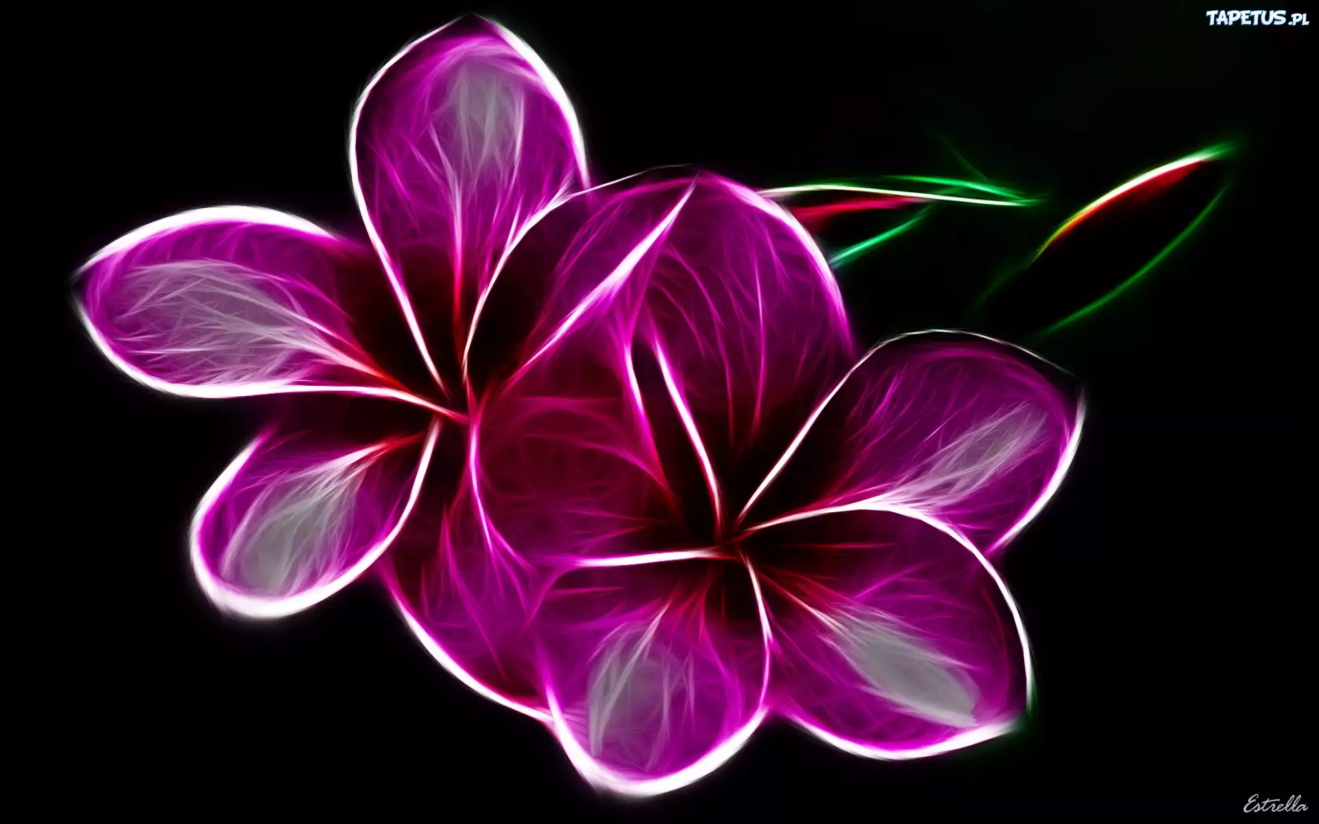 Fioletowe, Kwiaty, 3D