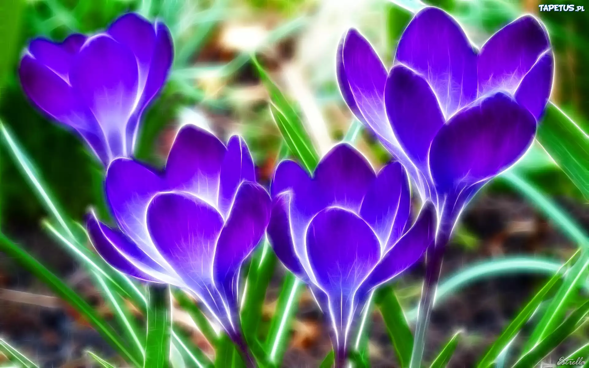 Grafika, Krokus