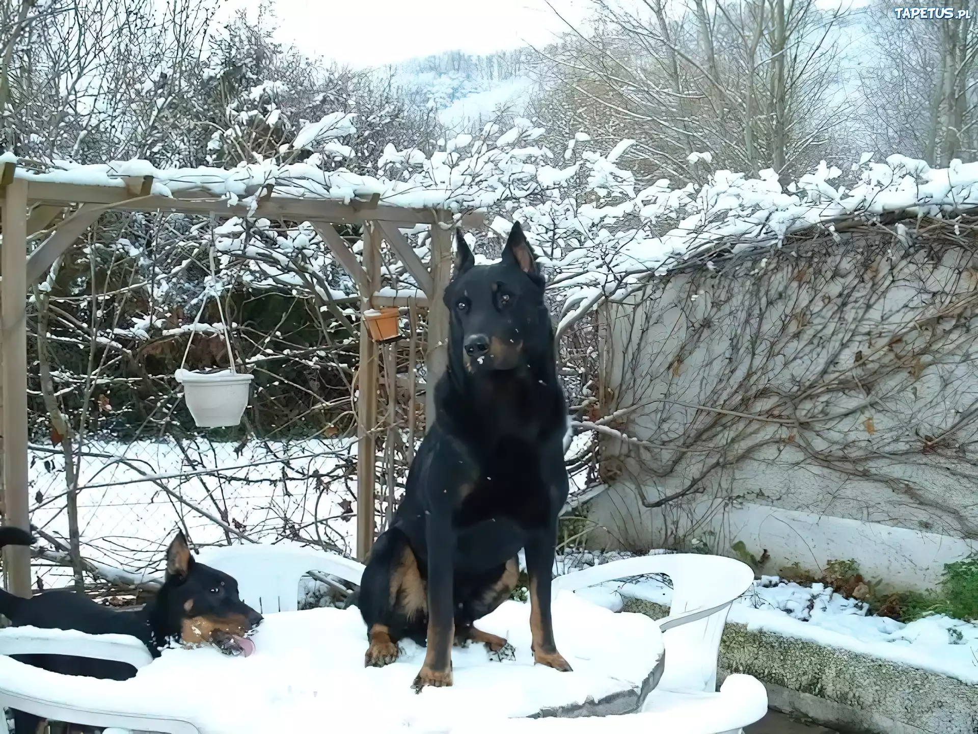 Owczarek francuski Beauceron, stół, krzesła, śnieg