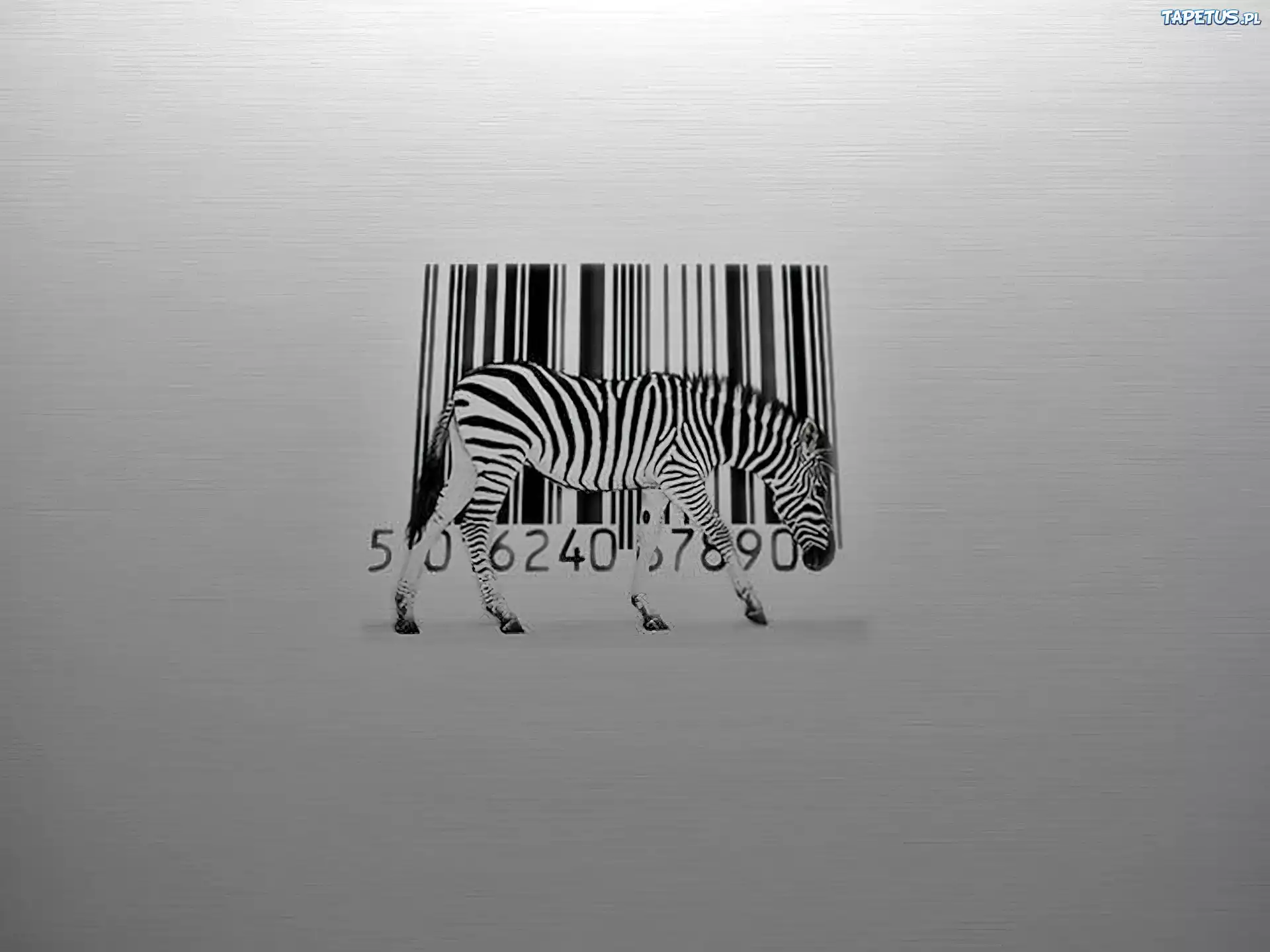 Zebra, Kod, Kreskowy