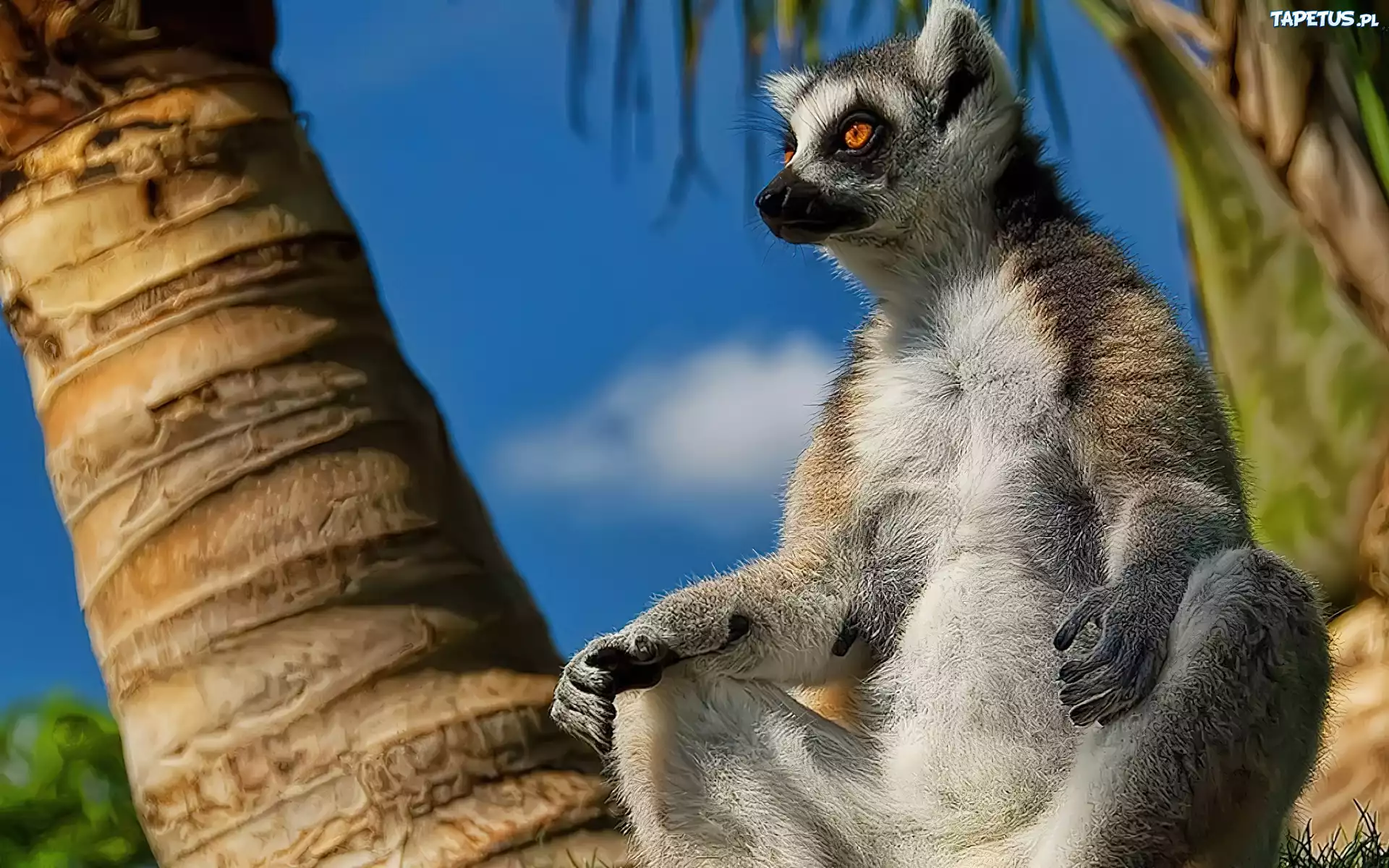 Lemur, Palmy