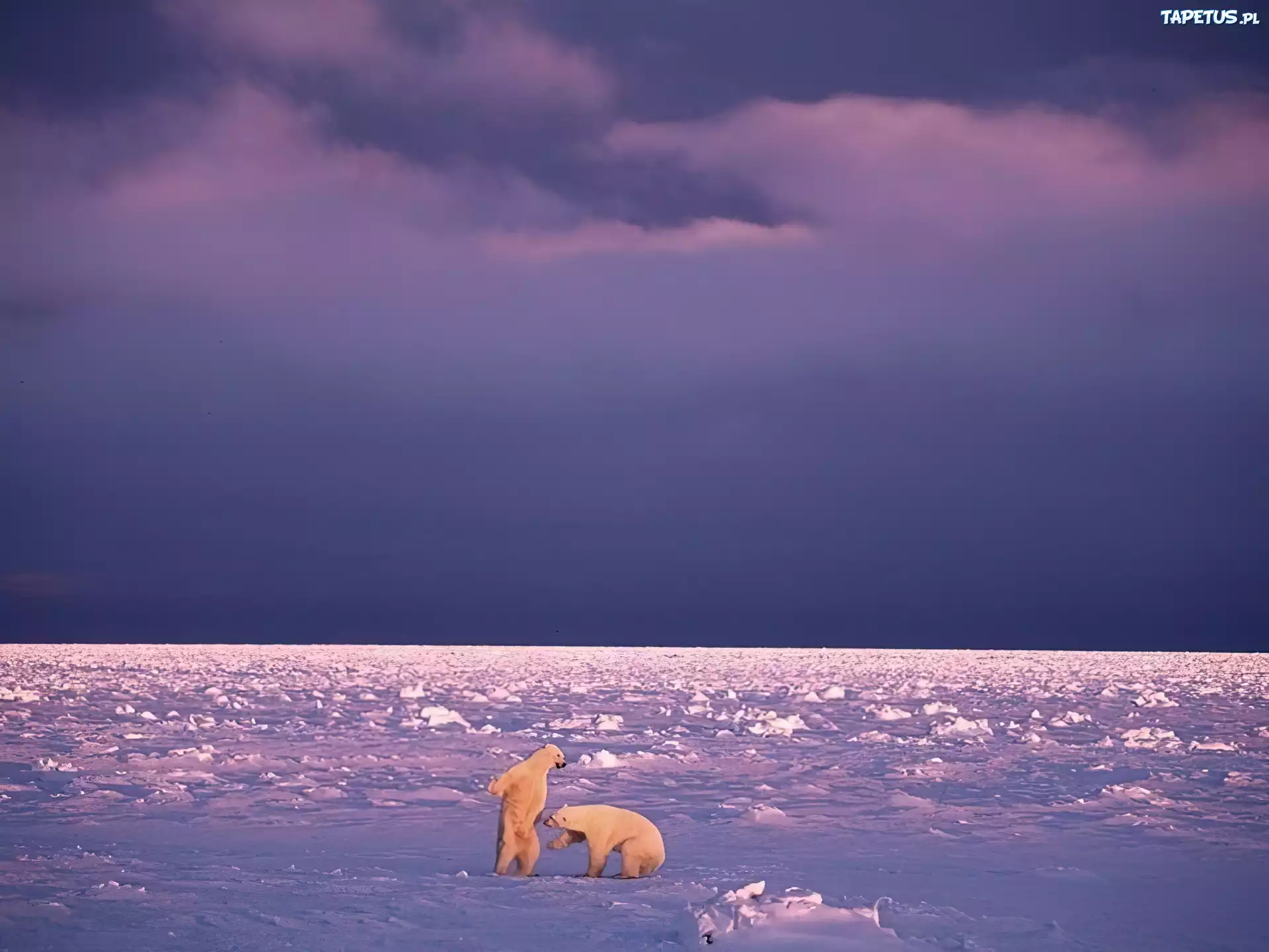Misie, Polarne, Niebo, Zabawa