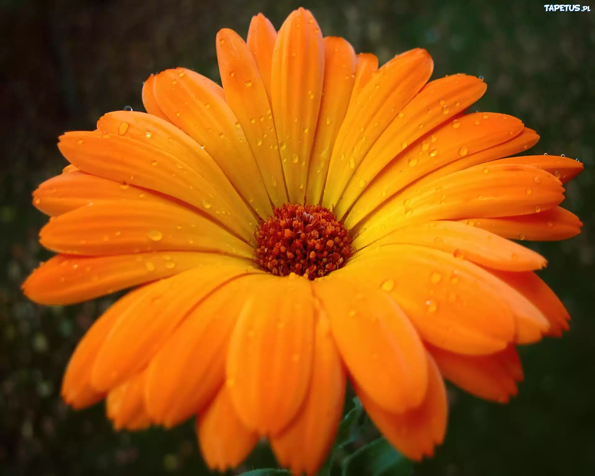 Pomarańczowa, Gerbera