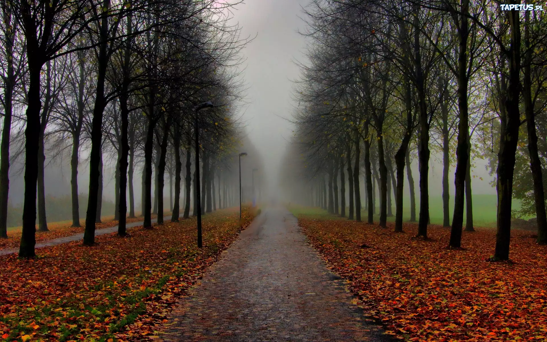 Park, Jesień, Droga, Gołe, Drzewa
