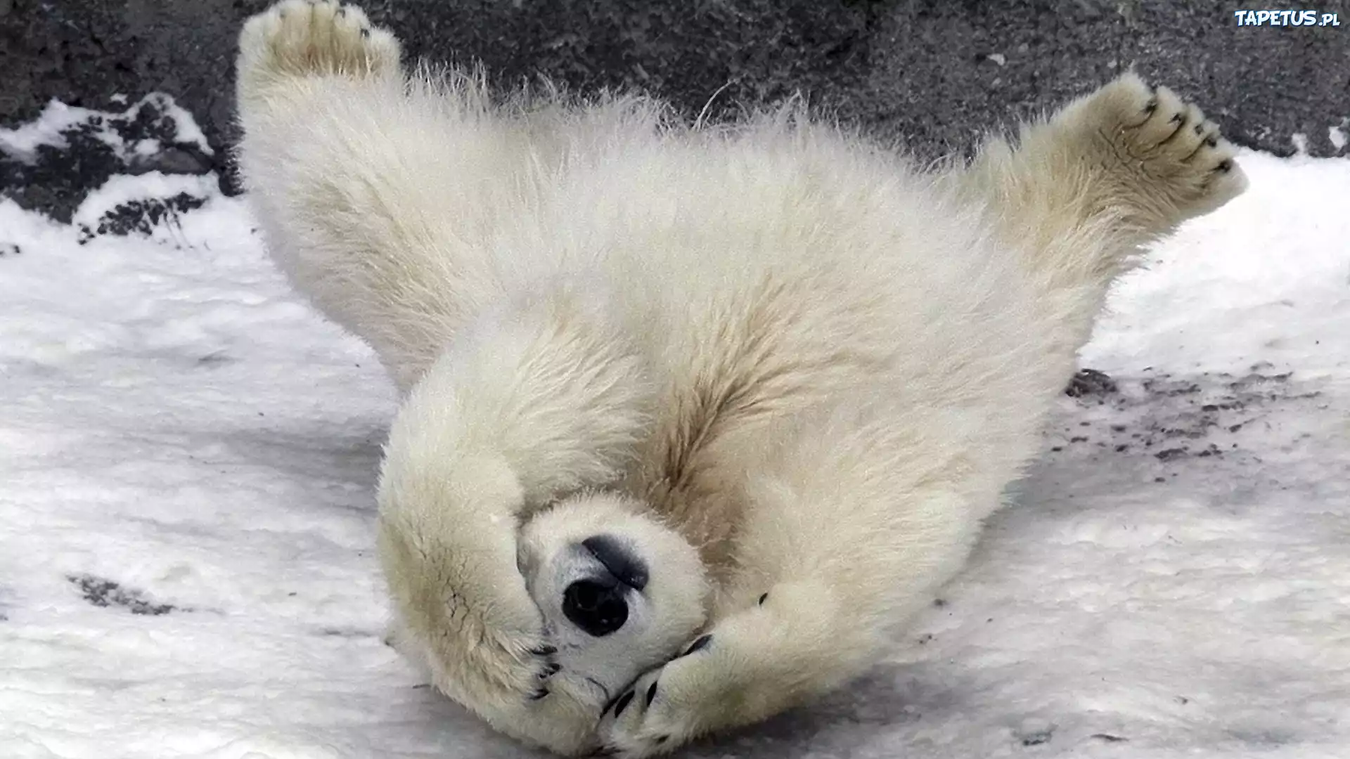 Miś, Polarny, Łapy