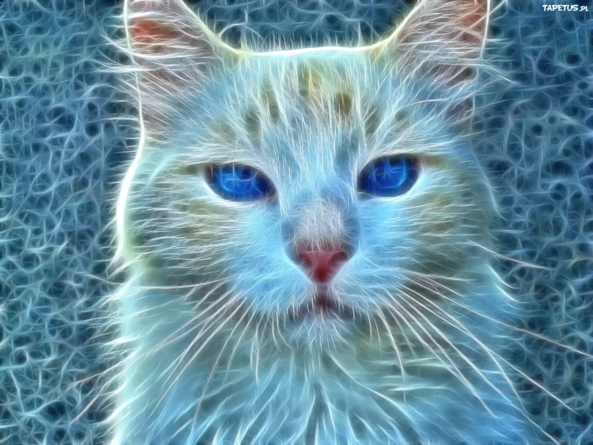 Kot, Fractalius