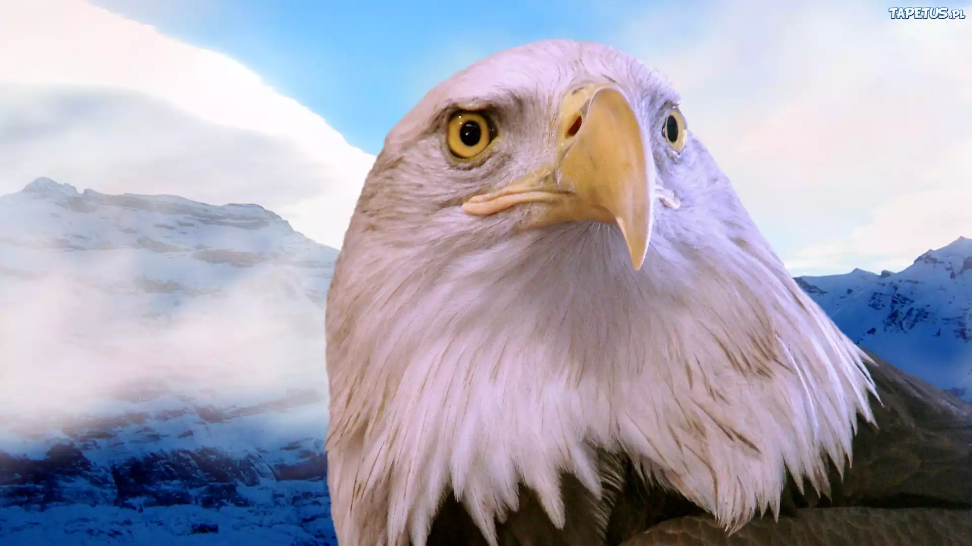 природа животные птицы белоплечий орлан без смс