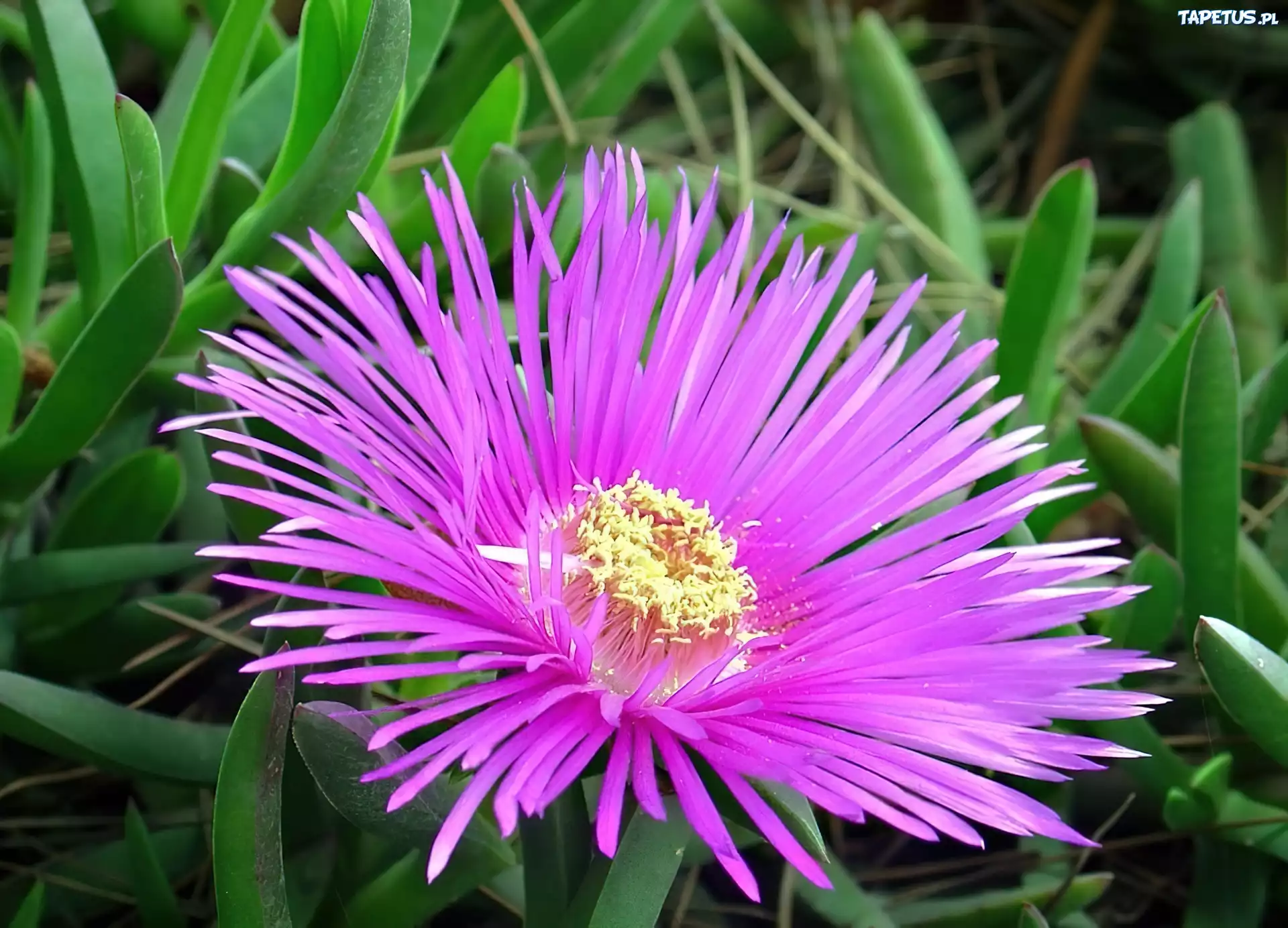 Fioletowy, Aster