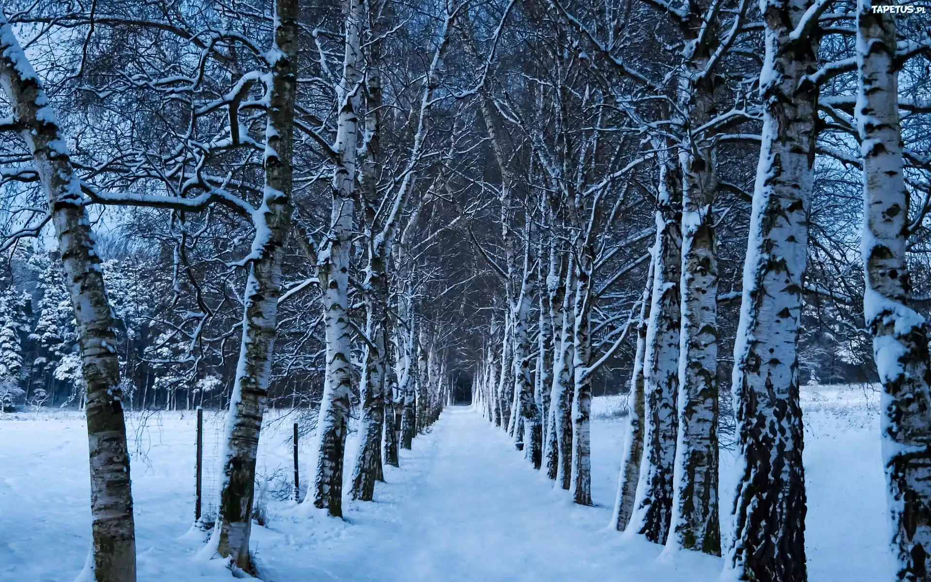 Zima, Las, Śnieg