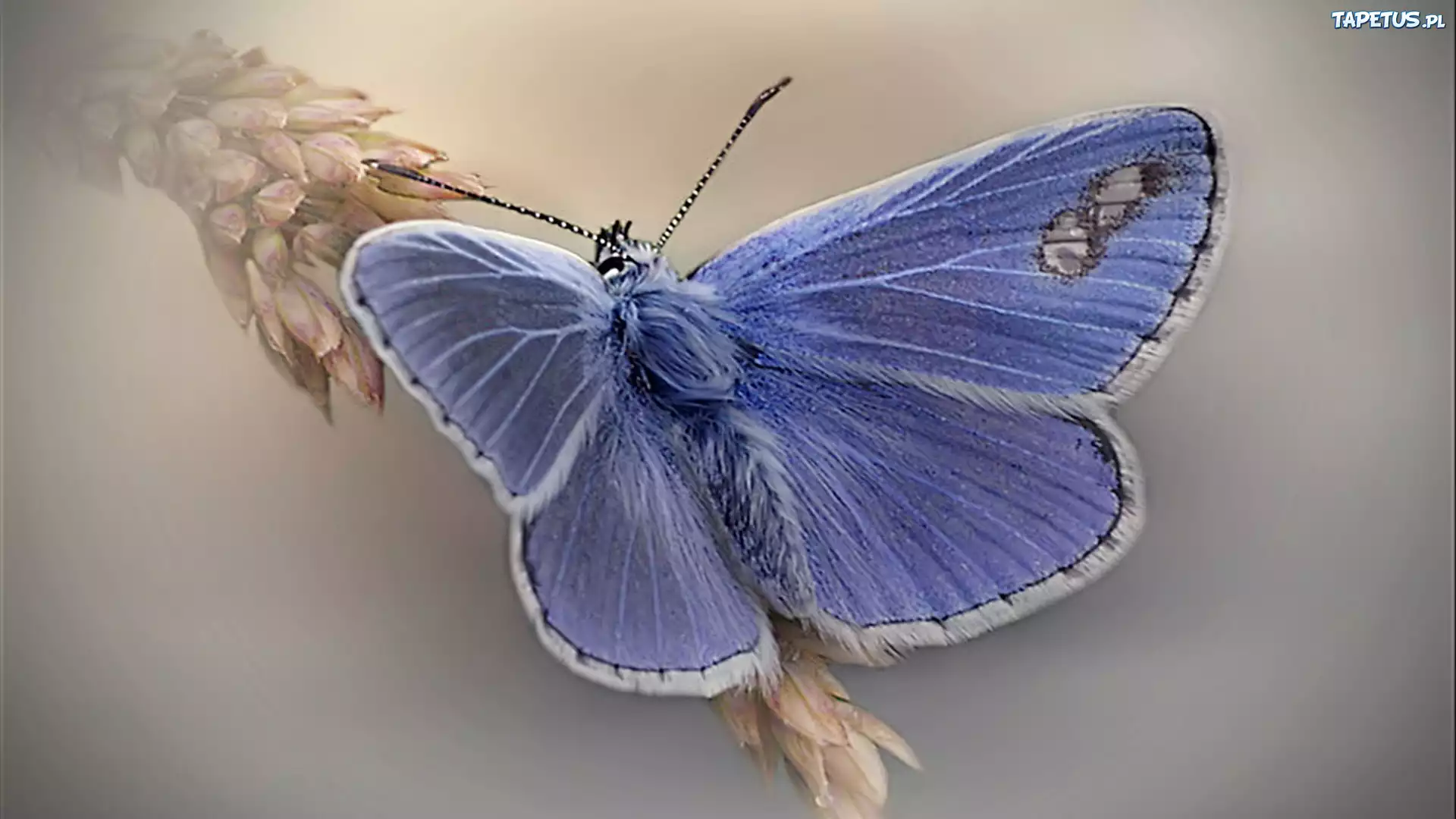 Niebieski, Motyl, Modraszek, Kłos