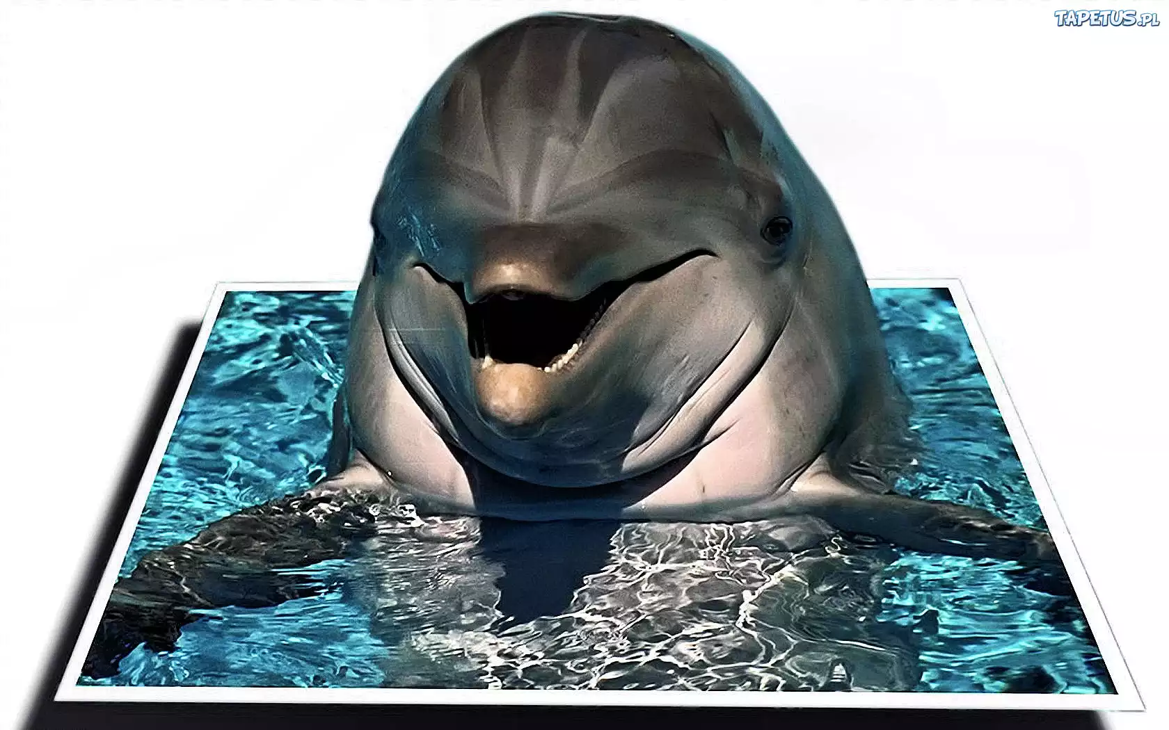 Delfin, Woda, Grafika
