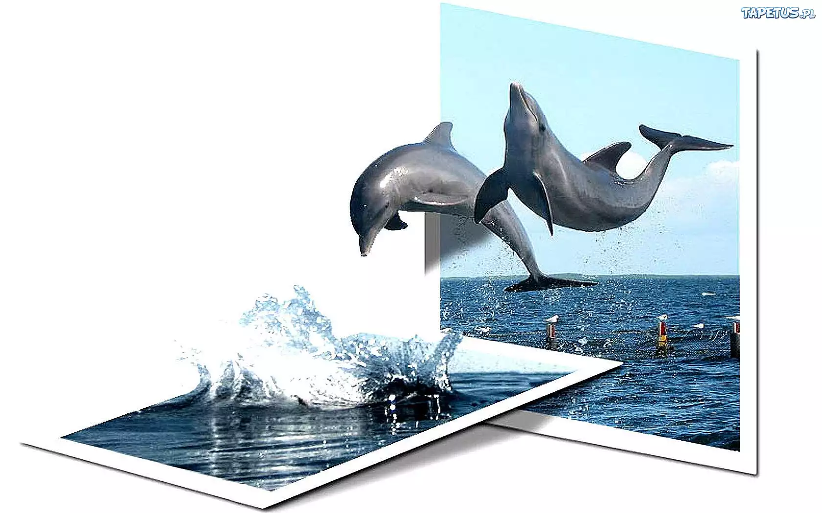 Изображение вышло за рамки. Рамка с дельфинами. Фоторамка дельфины. Дельфины в море фон. Дельфин 3д.