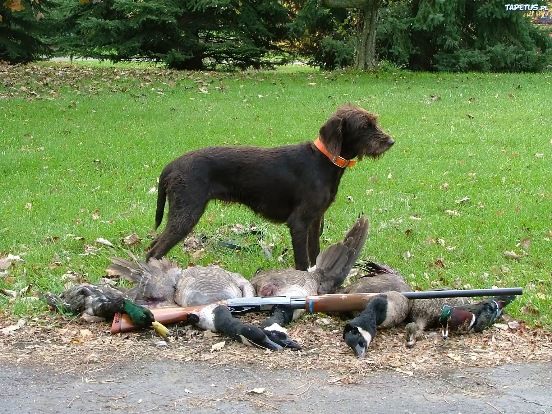 Pudel Pointer, strzelba, zabite, kaczki