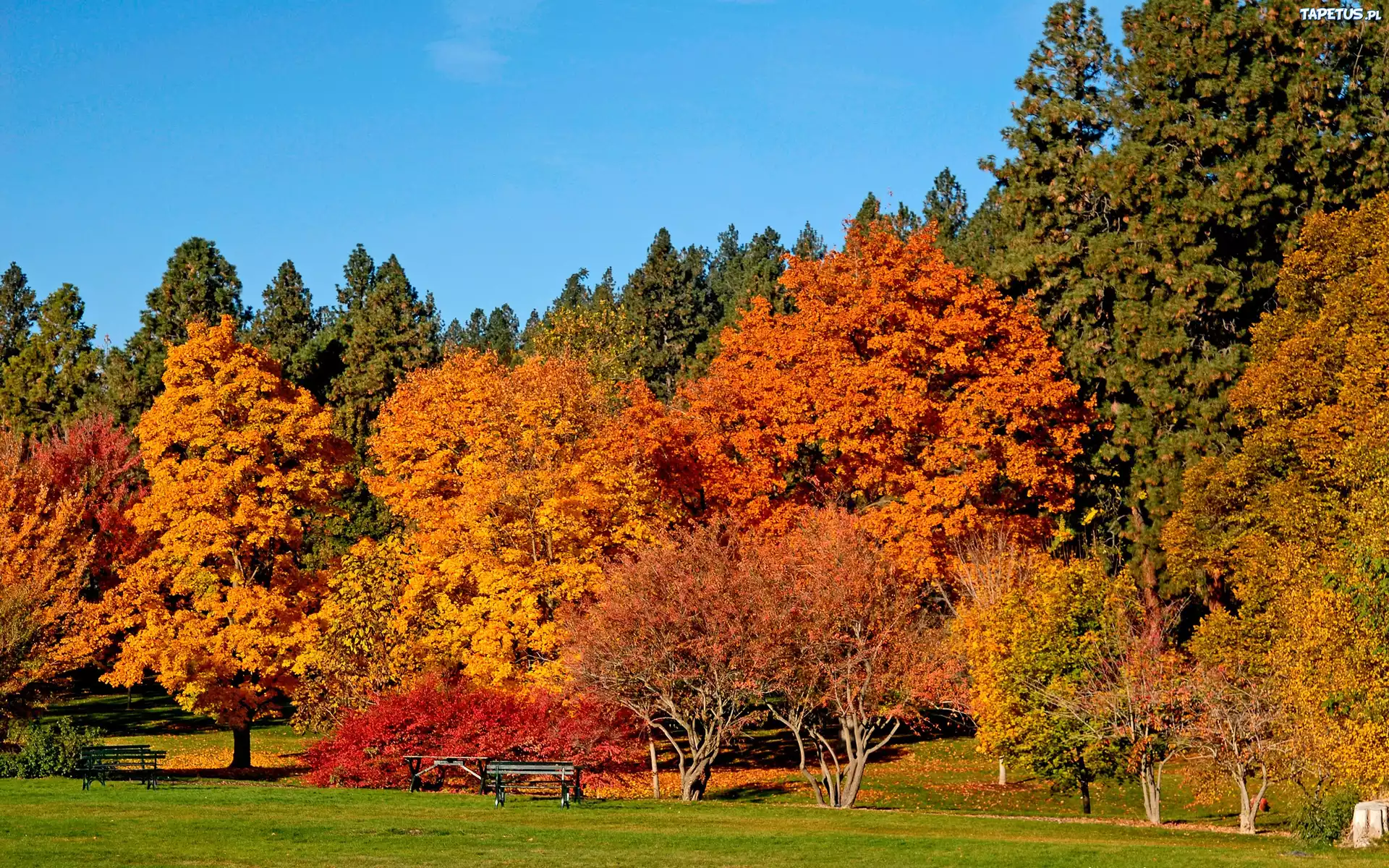 Jesień, Park, Drzewa, Ławka