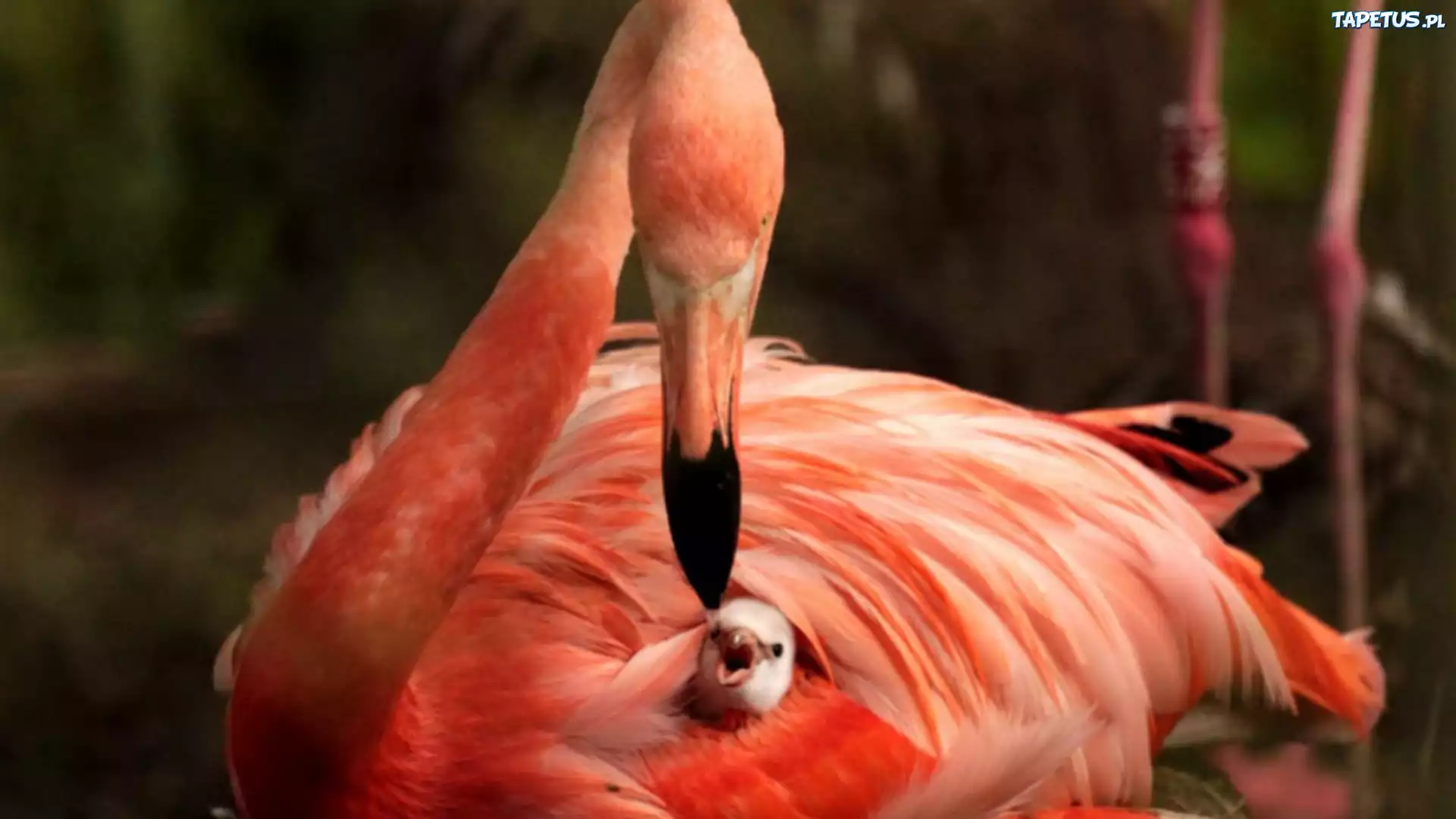 Flaming, Młode