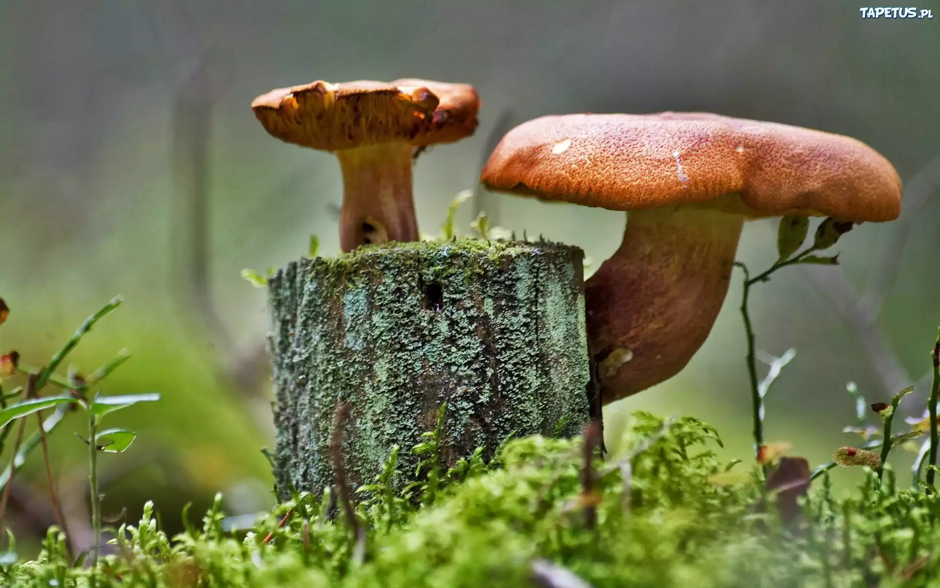 Grzyby, Pieniek