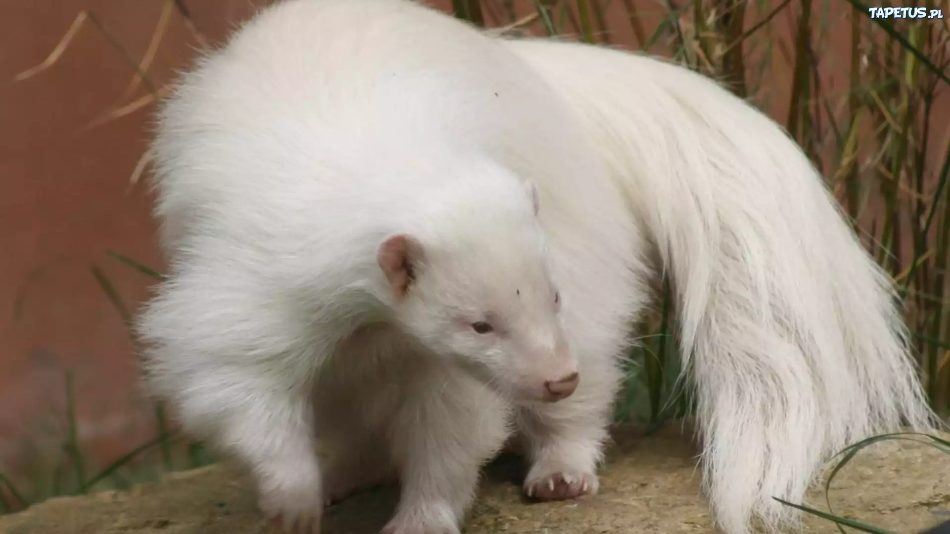 Biały, Skunks