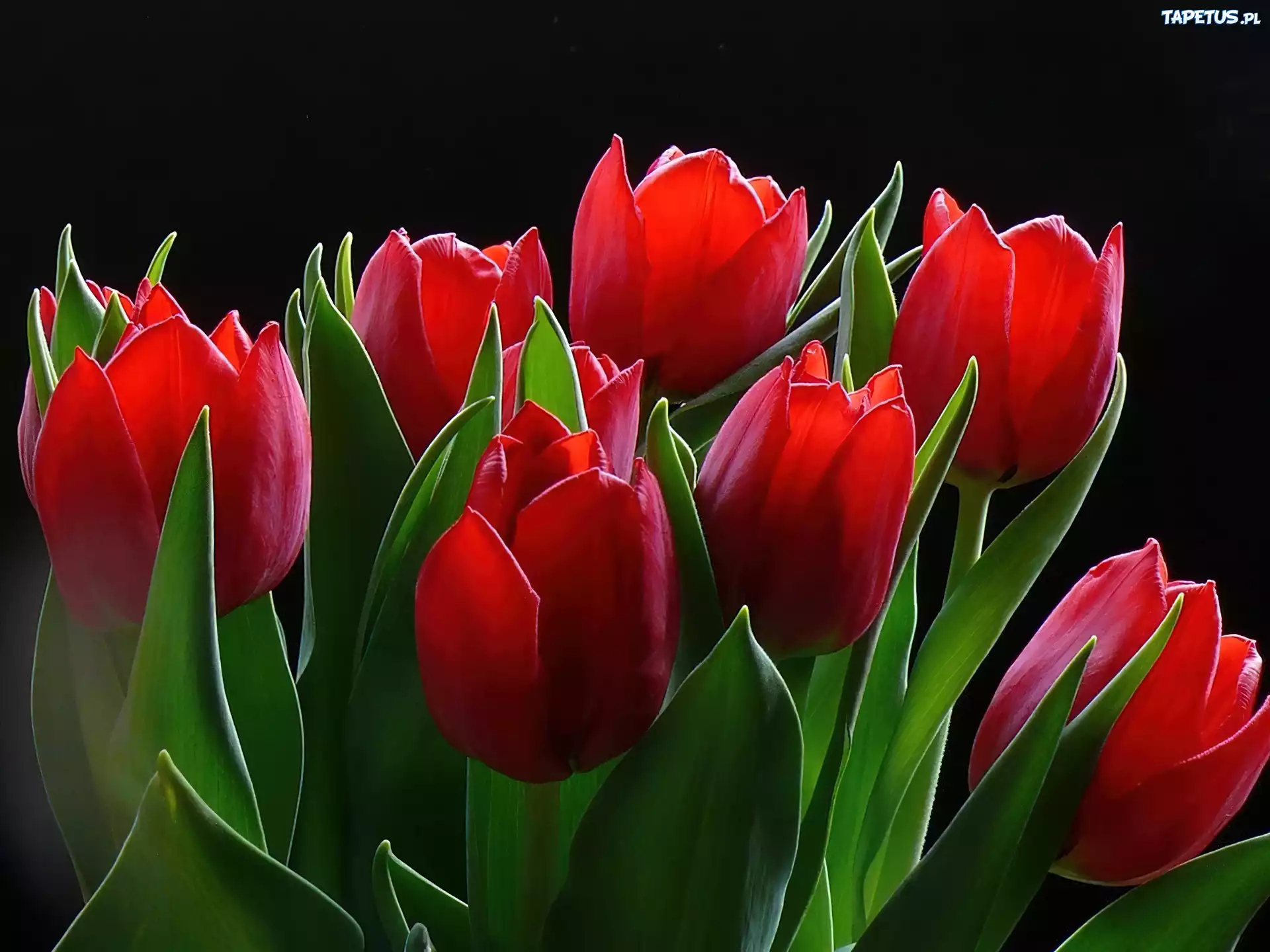 Czerwone, Tulipany