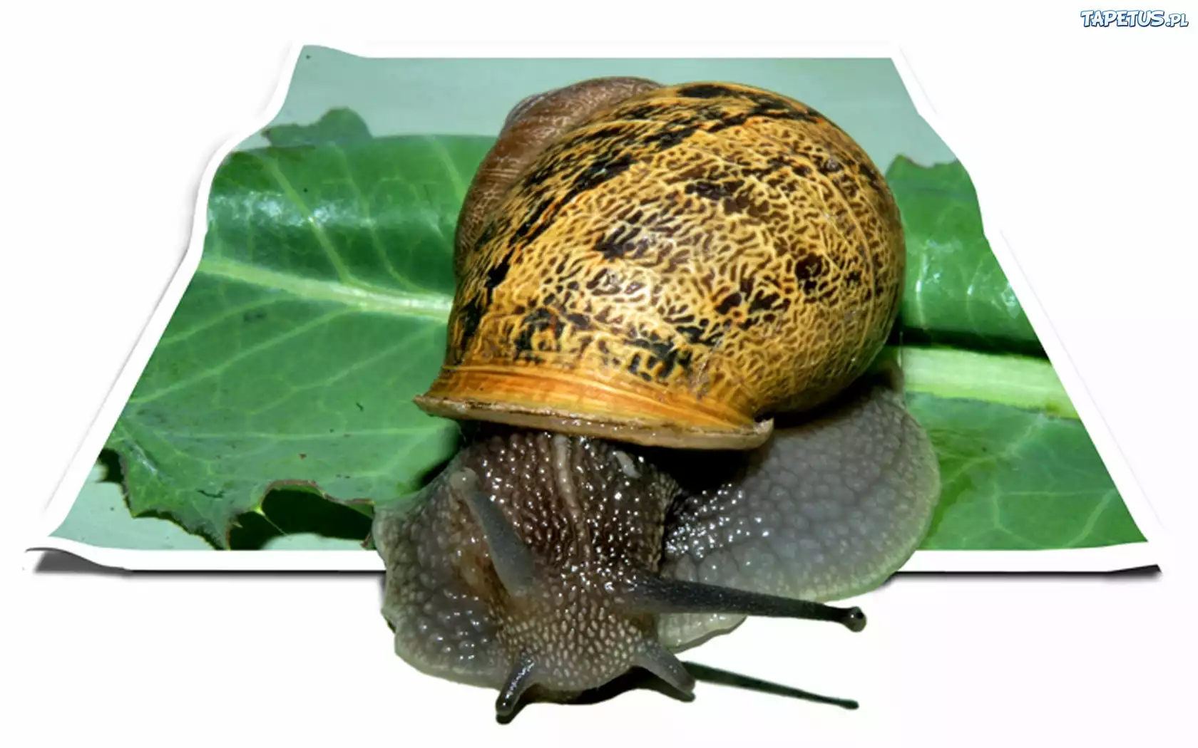 Ślimak, Liść, 4D
