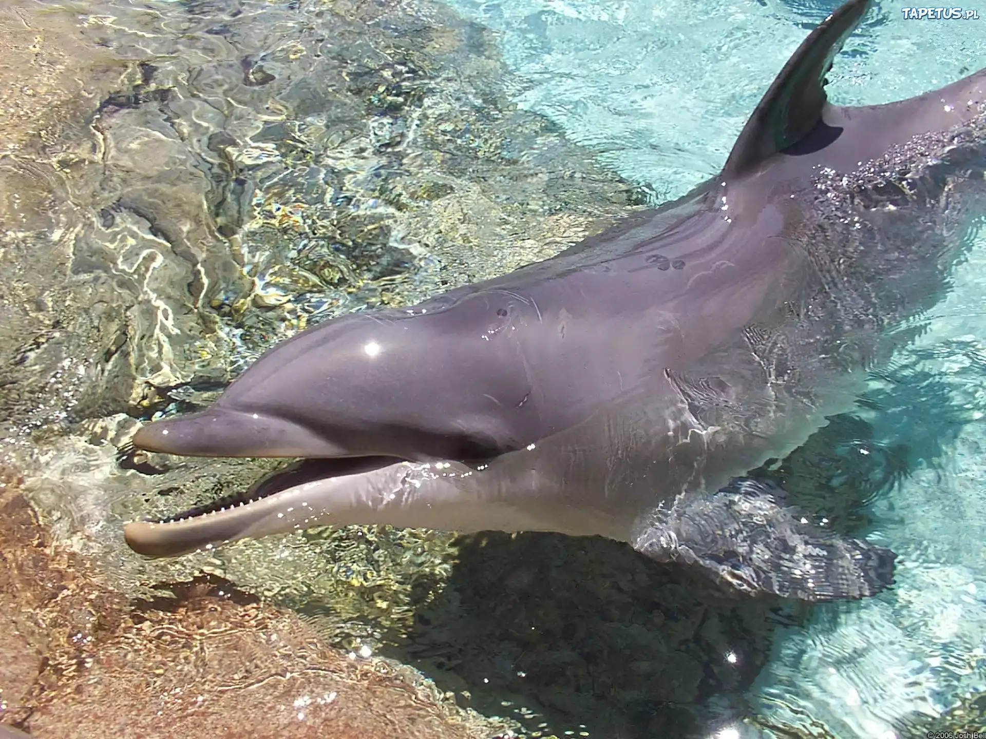 Delfin, Woda, Dno