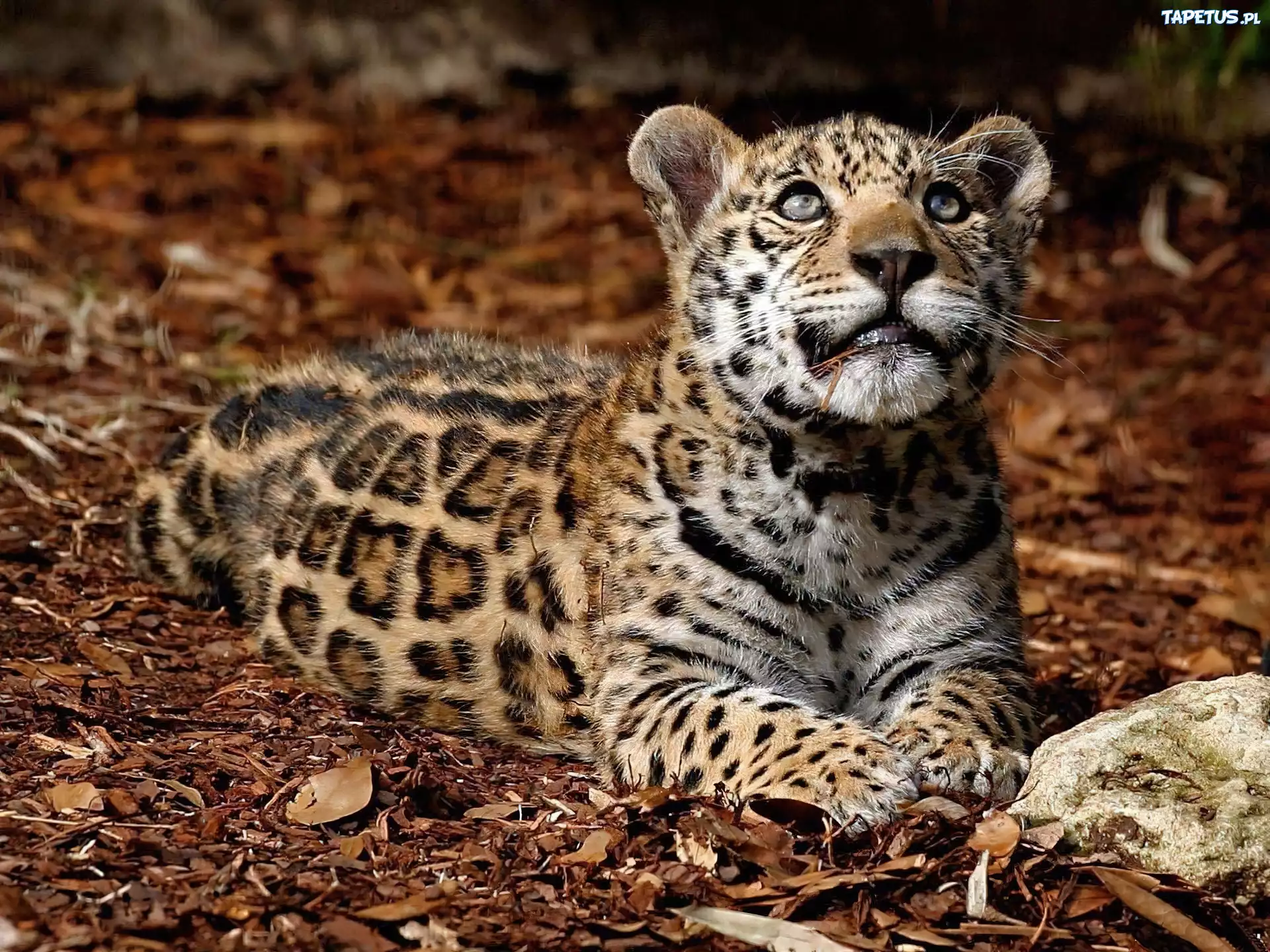 Młody, Jaguar
