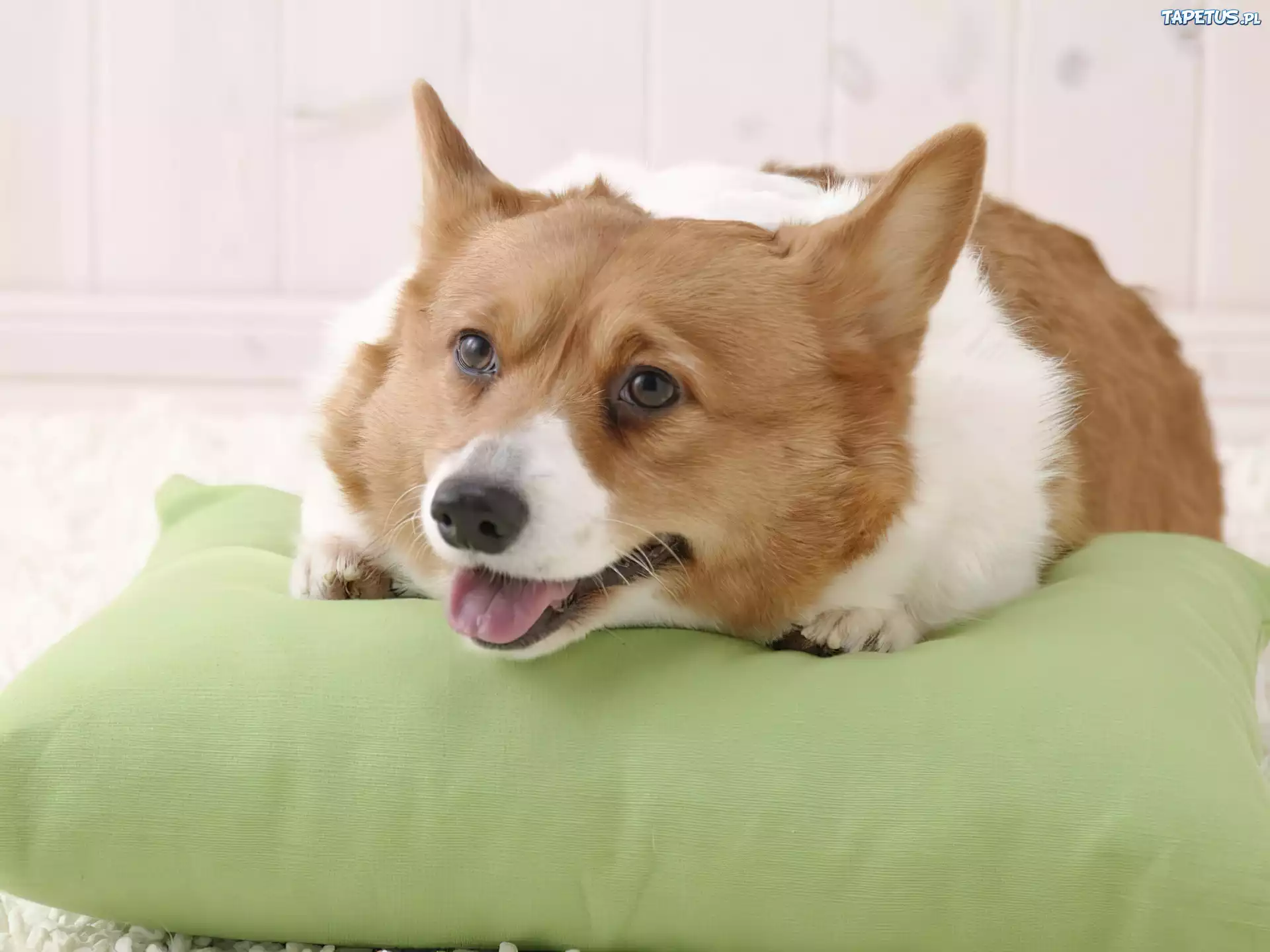 głowa, Welsh corgi pembroke