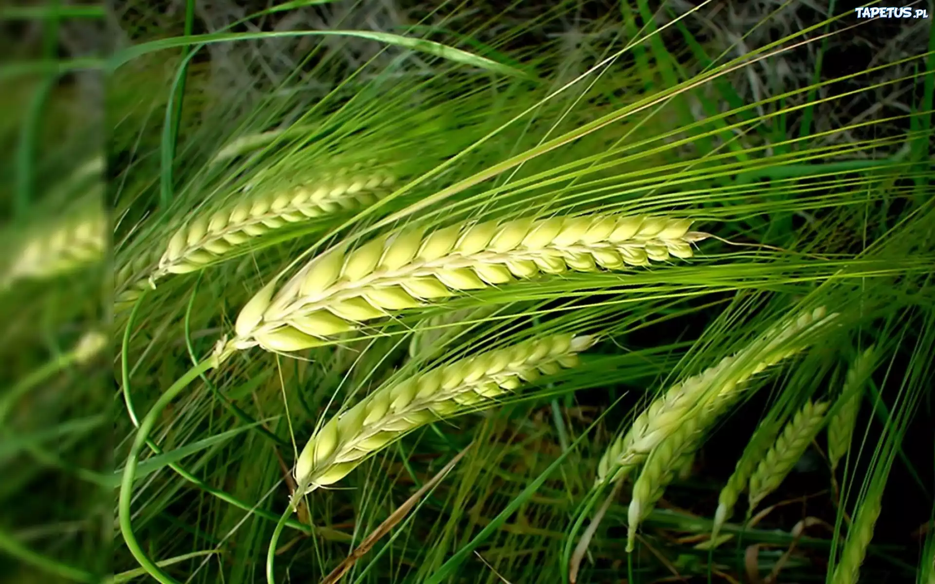 Zielone, Kłosy, Zboża