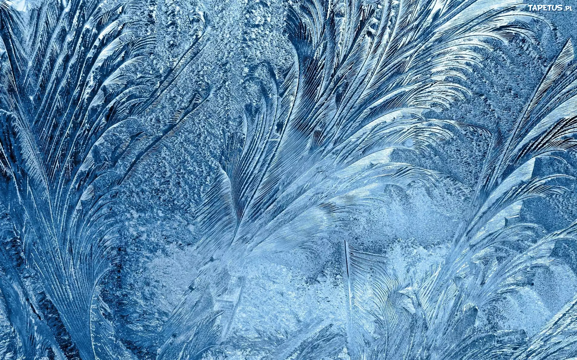 Szron, Rośliny