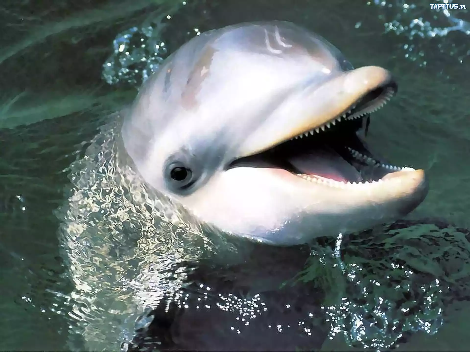 Delfin, Woda