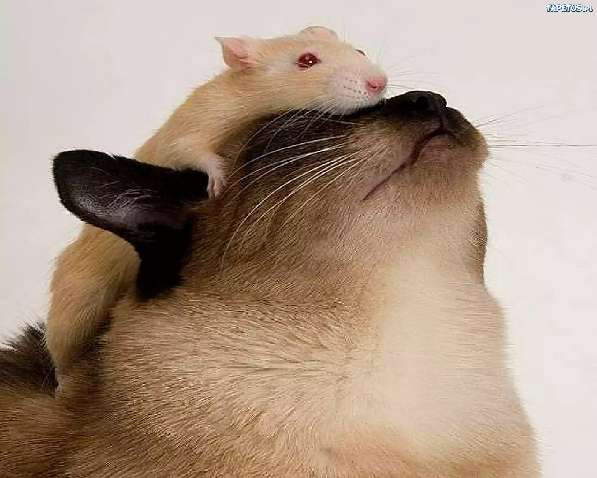 Почему крыса лижет. Кот и крыса. Кот и хомяк. Кот и мышка. Кот обнимает крысу.