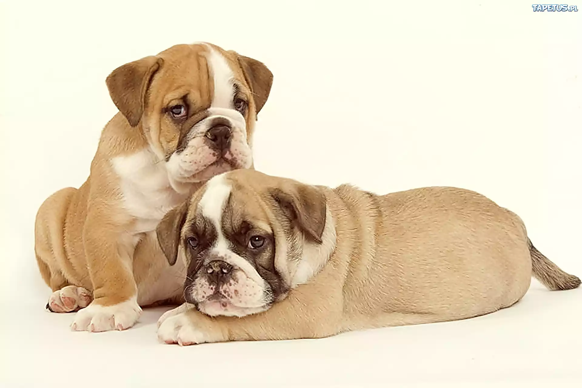 Dwa, Małe, Buldogi