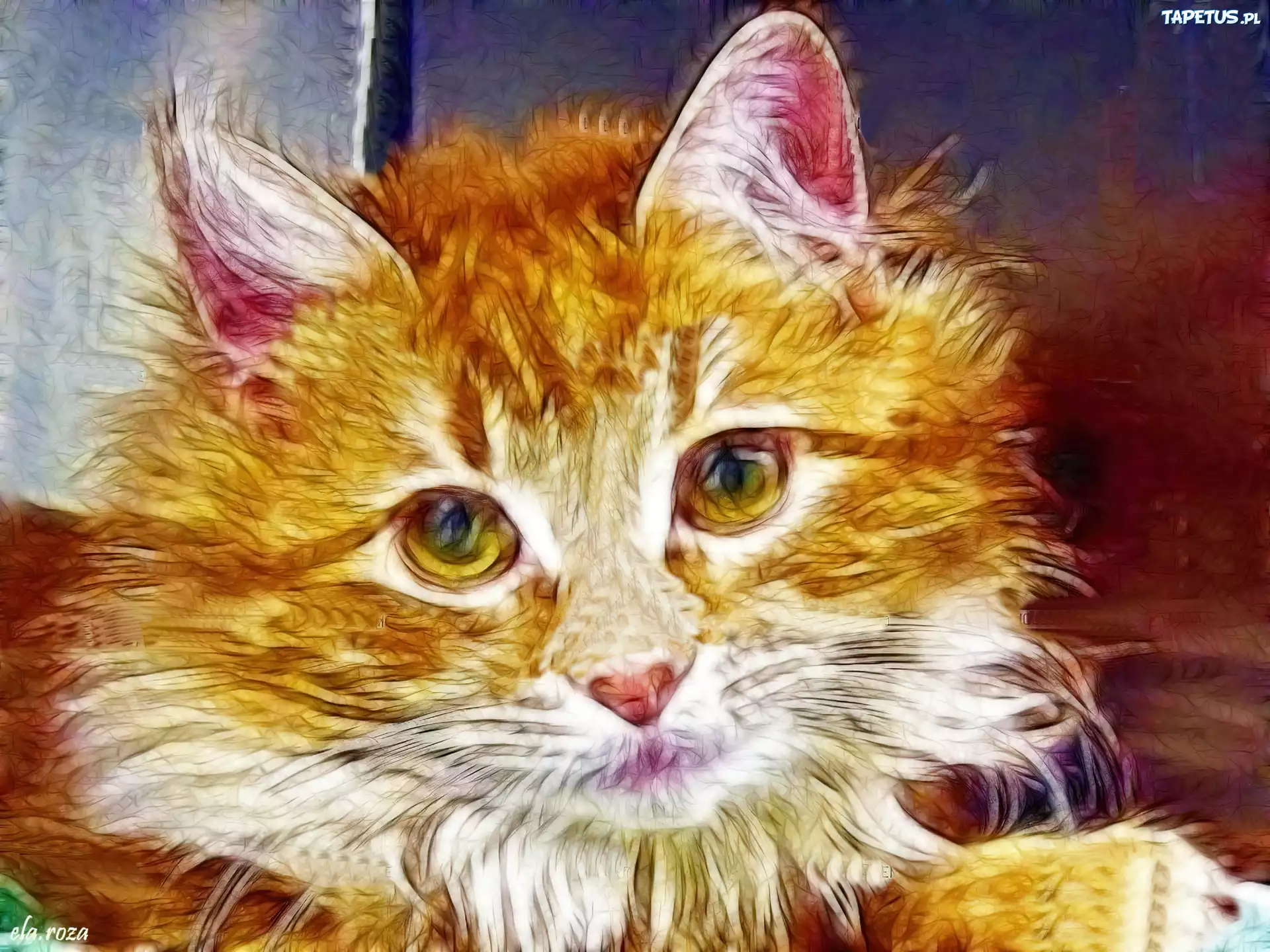 Rudy, Kotek, Fractalius