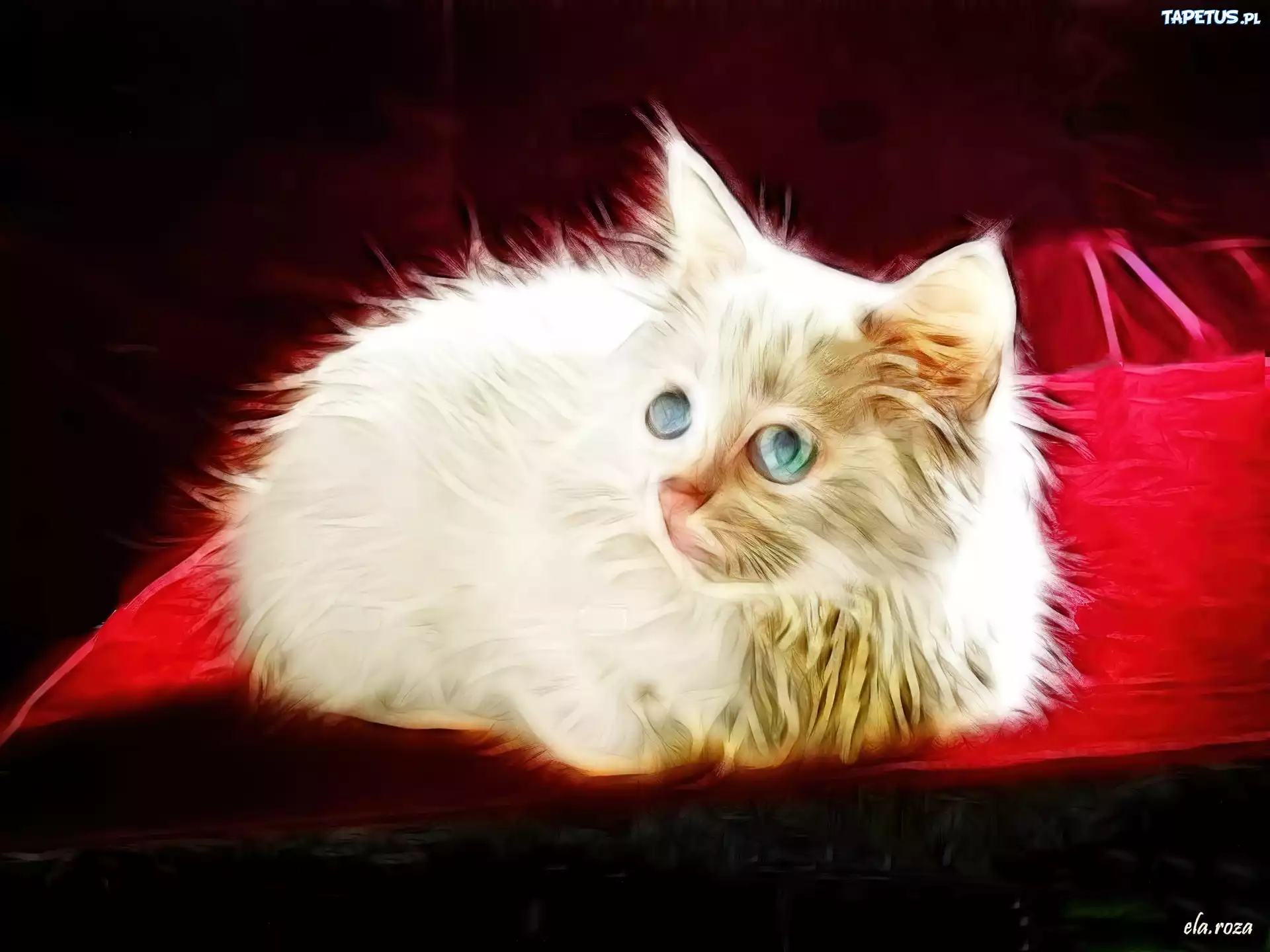 Biały, Puszysty, Kotek, Fractalius