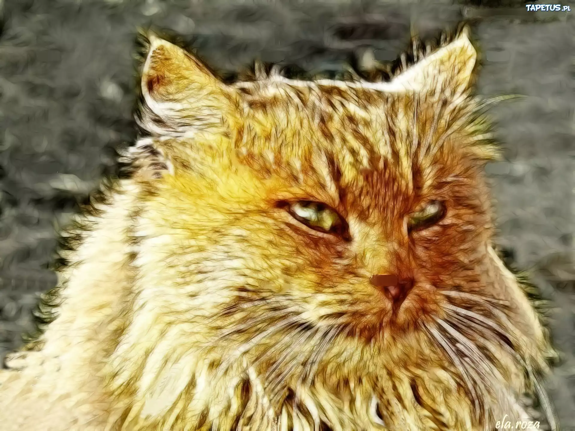 Beżowy, Kotek, Fractalius