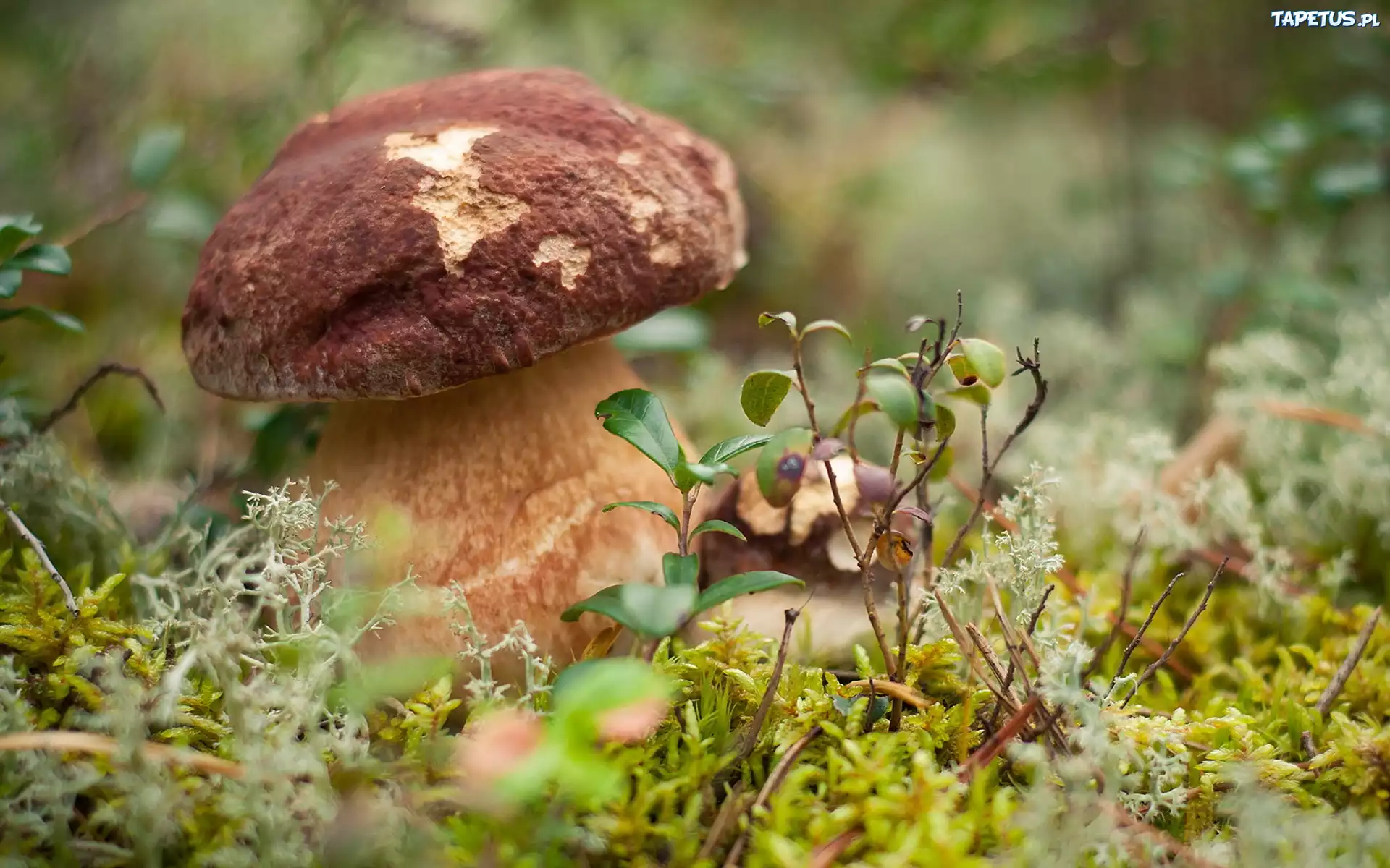 лесные грибы с брусникой без смс
