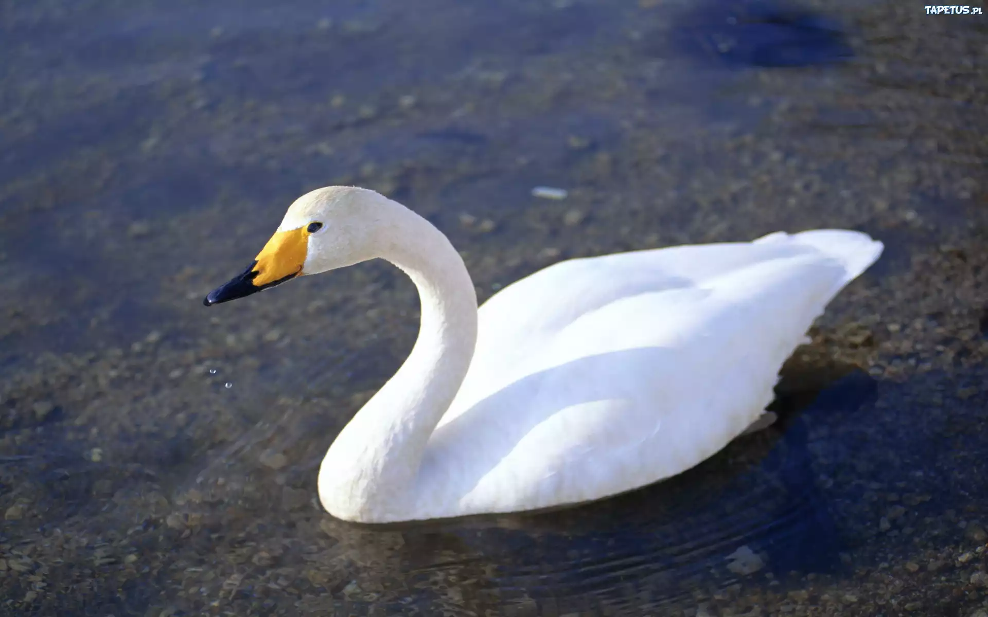 Gęś, Biała, Woda
