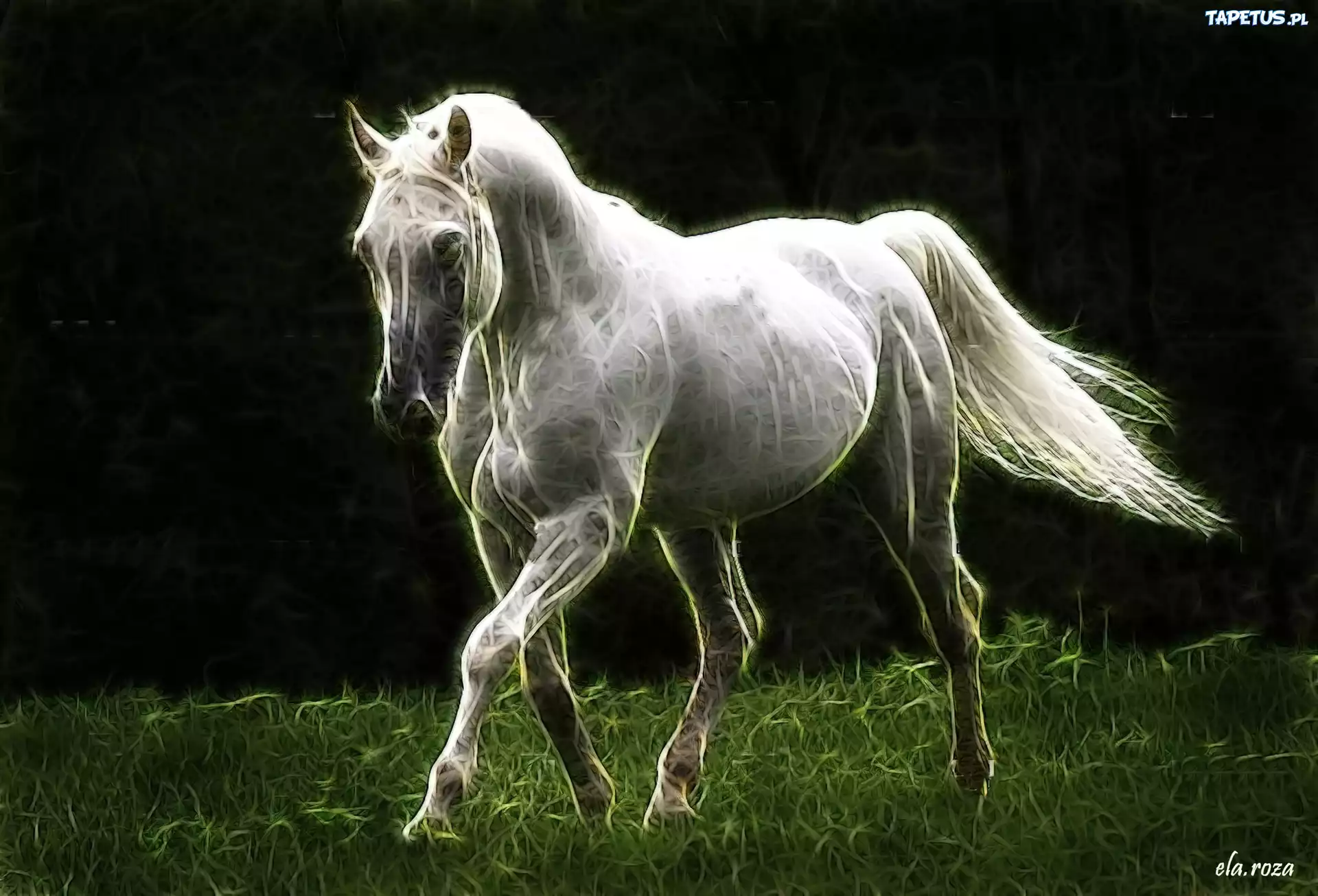Biały, Koń, Trawa, Fractalius