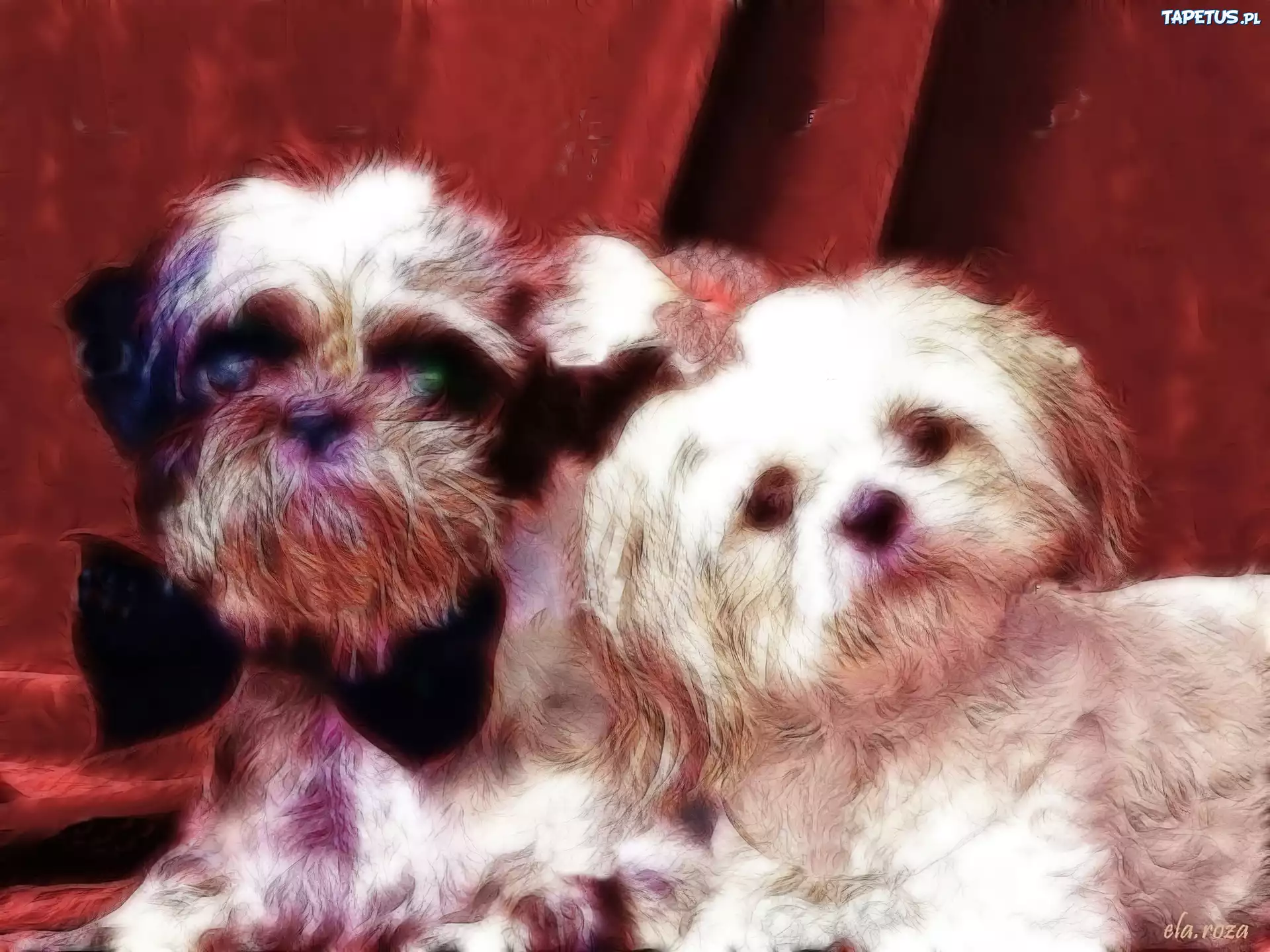 Dwa, Psy, Fractalius