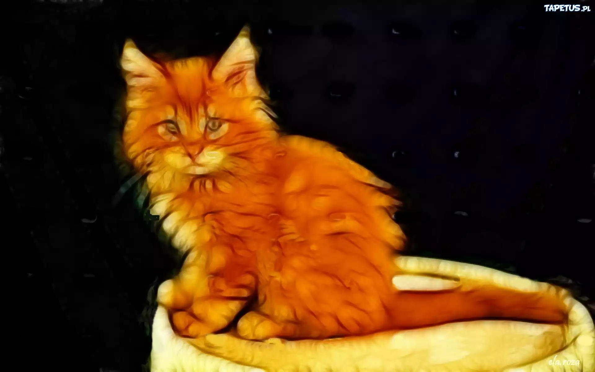 Rudy, Kociak, Fractalius