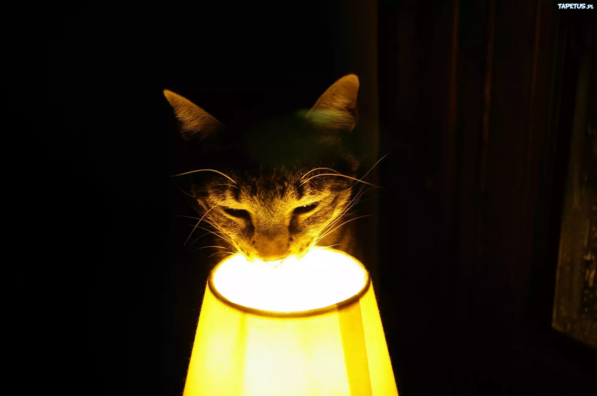 Kot, Pyszczek, Lampa