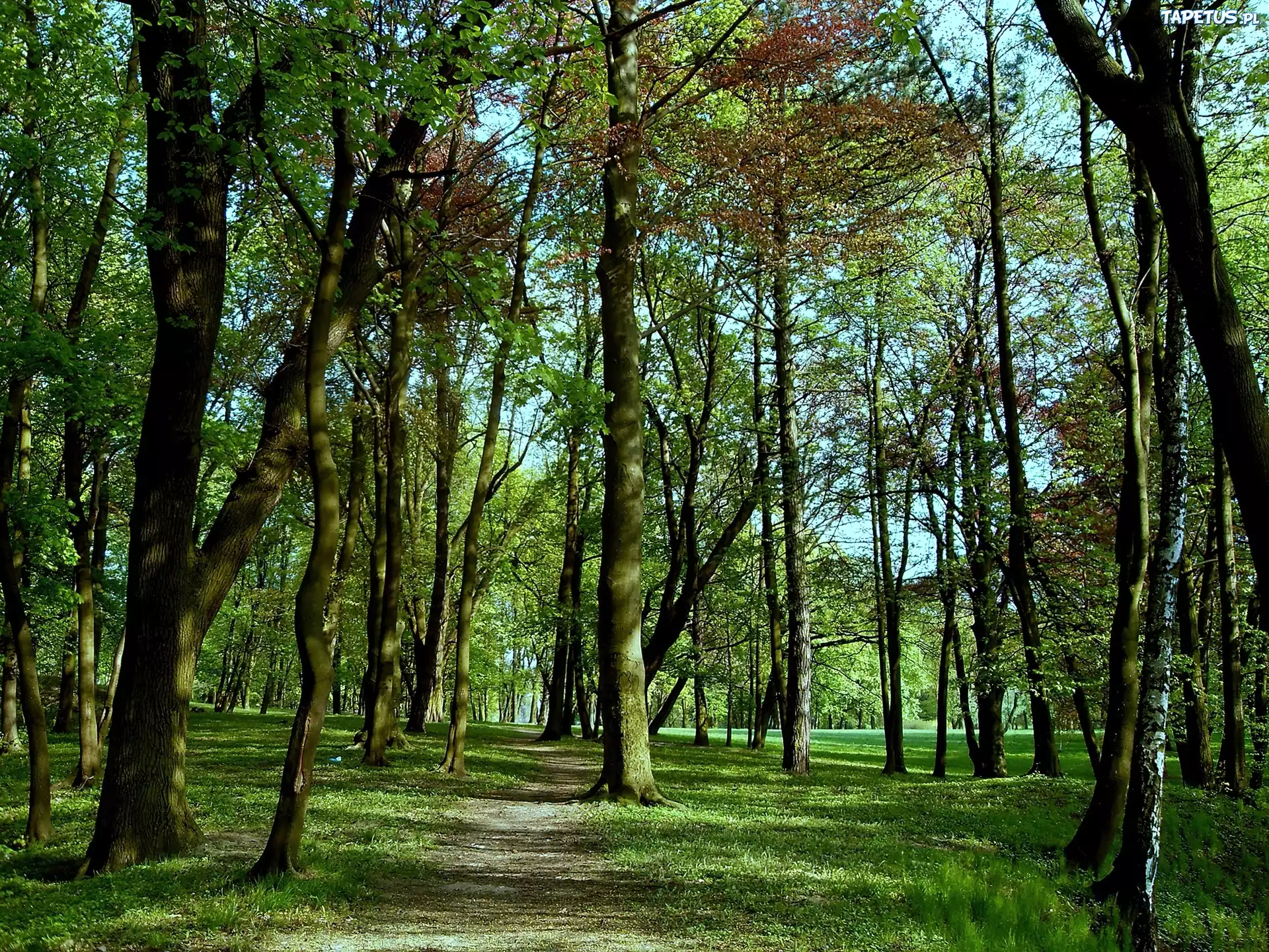 Drzewa, Las, Liście