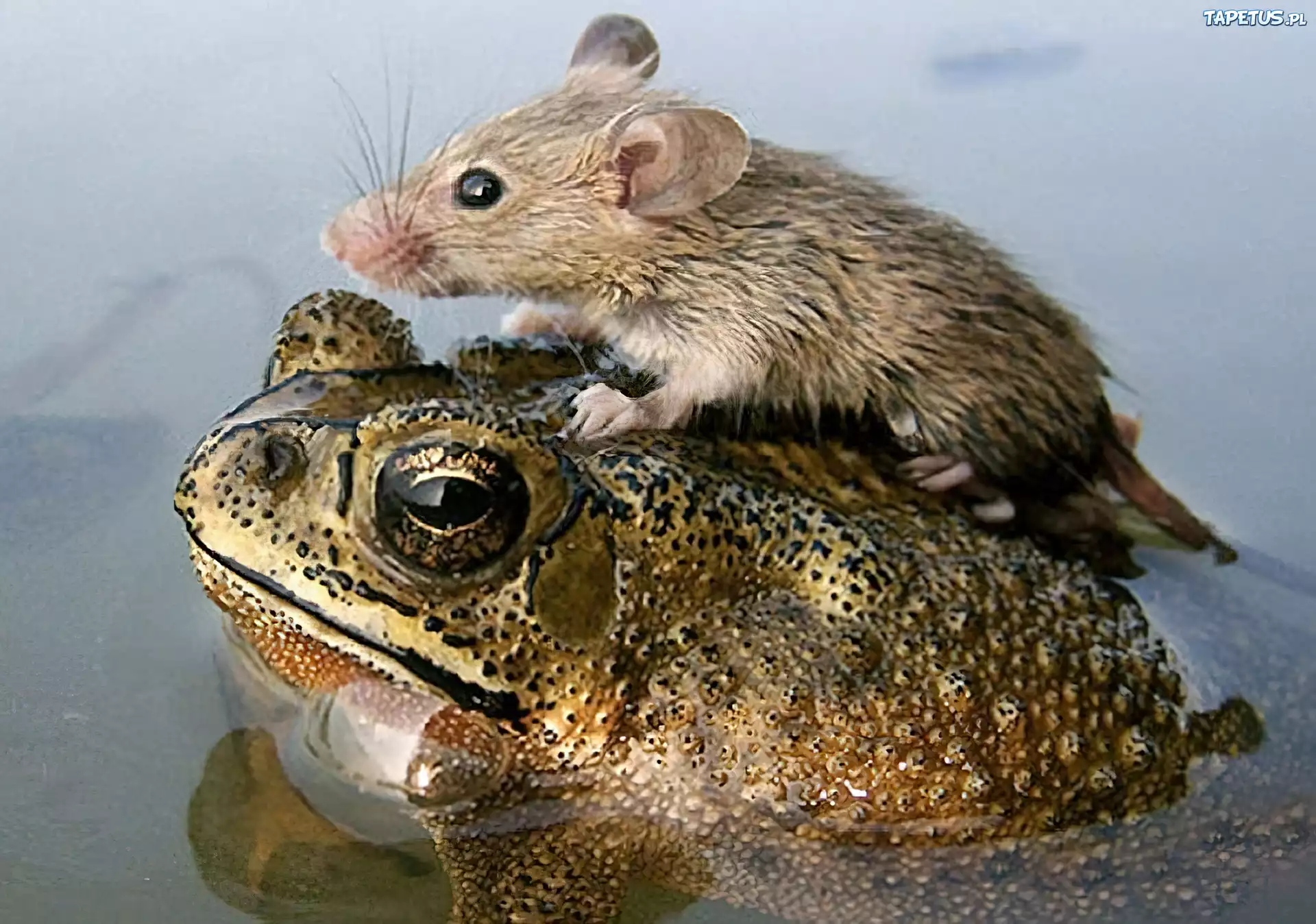 Żaba, Szczurek, Woda