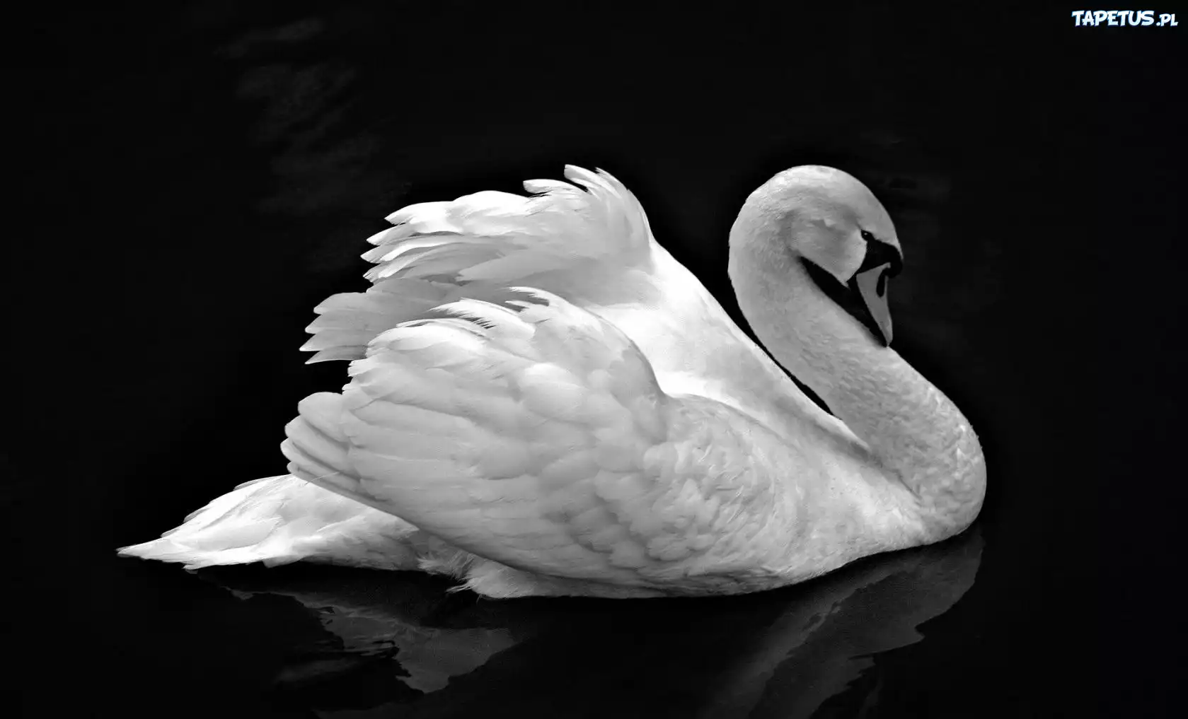 Biały, Łabędź