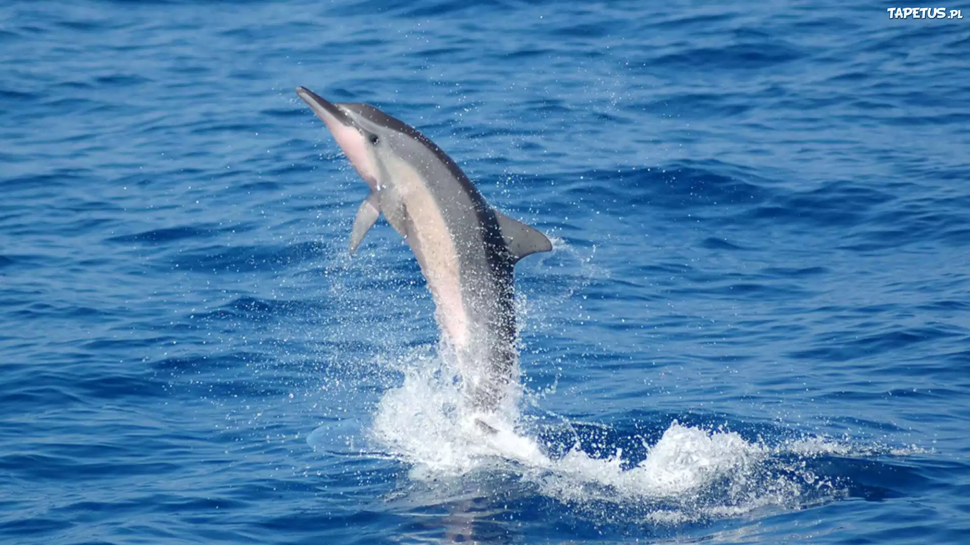 Delfin, Woda, Popisy