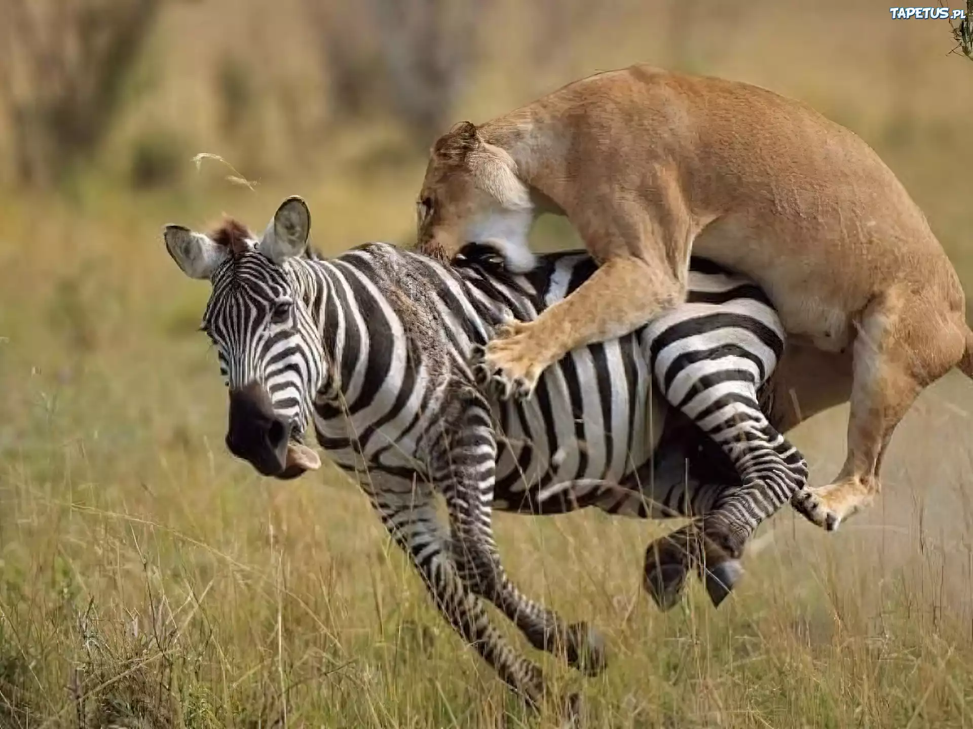 Zebra, Lwica, Atak