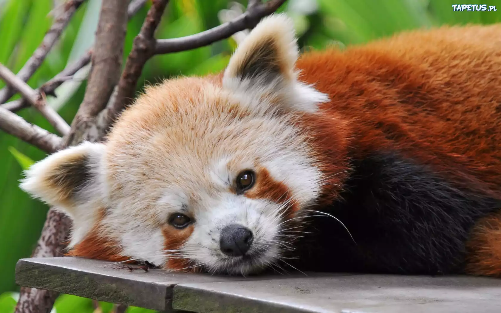 Mała, Panda