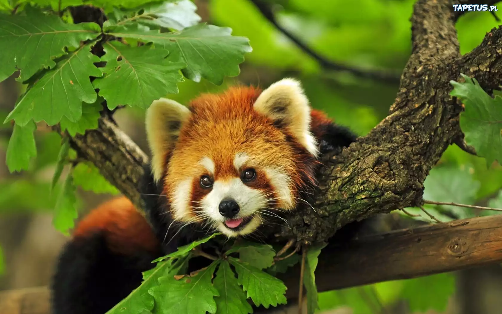 Mała, Panda, Drzewo