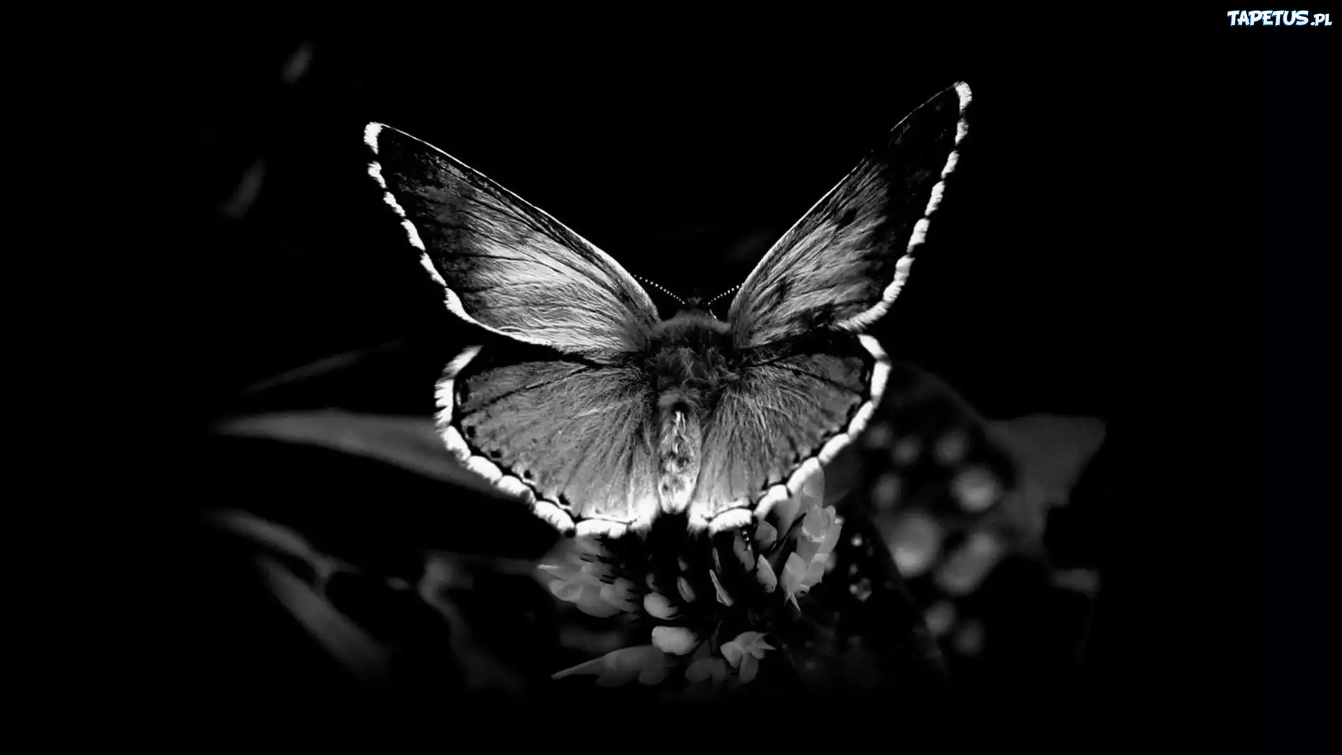 Motyl, Roślina