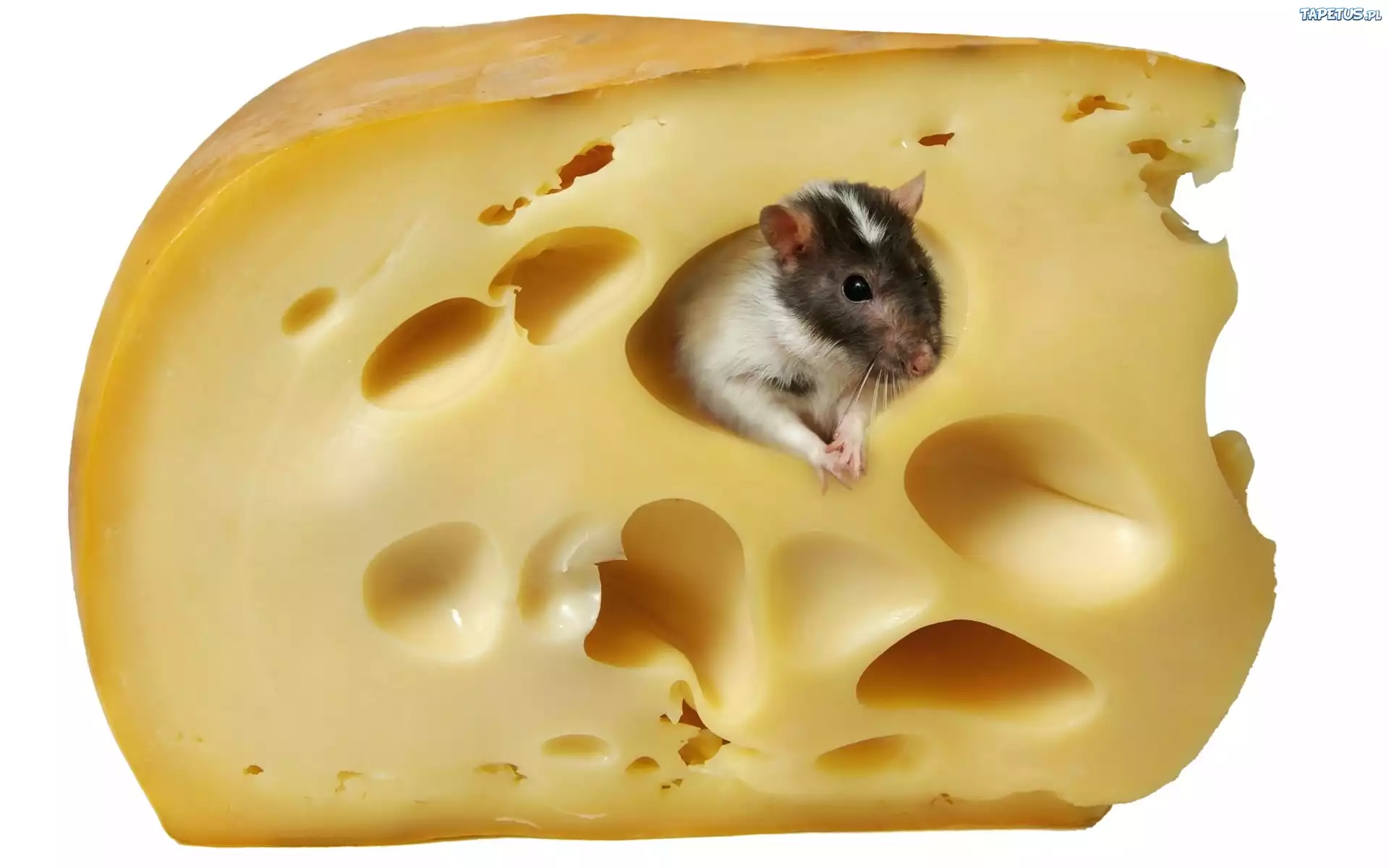 Żółty, Ser, Myszka